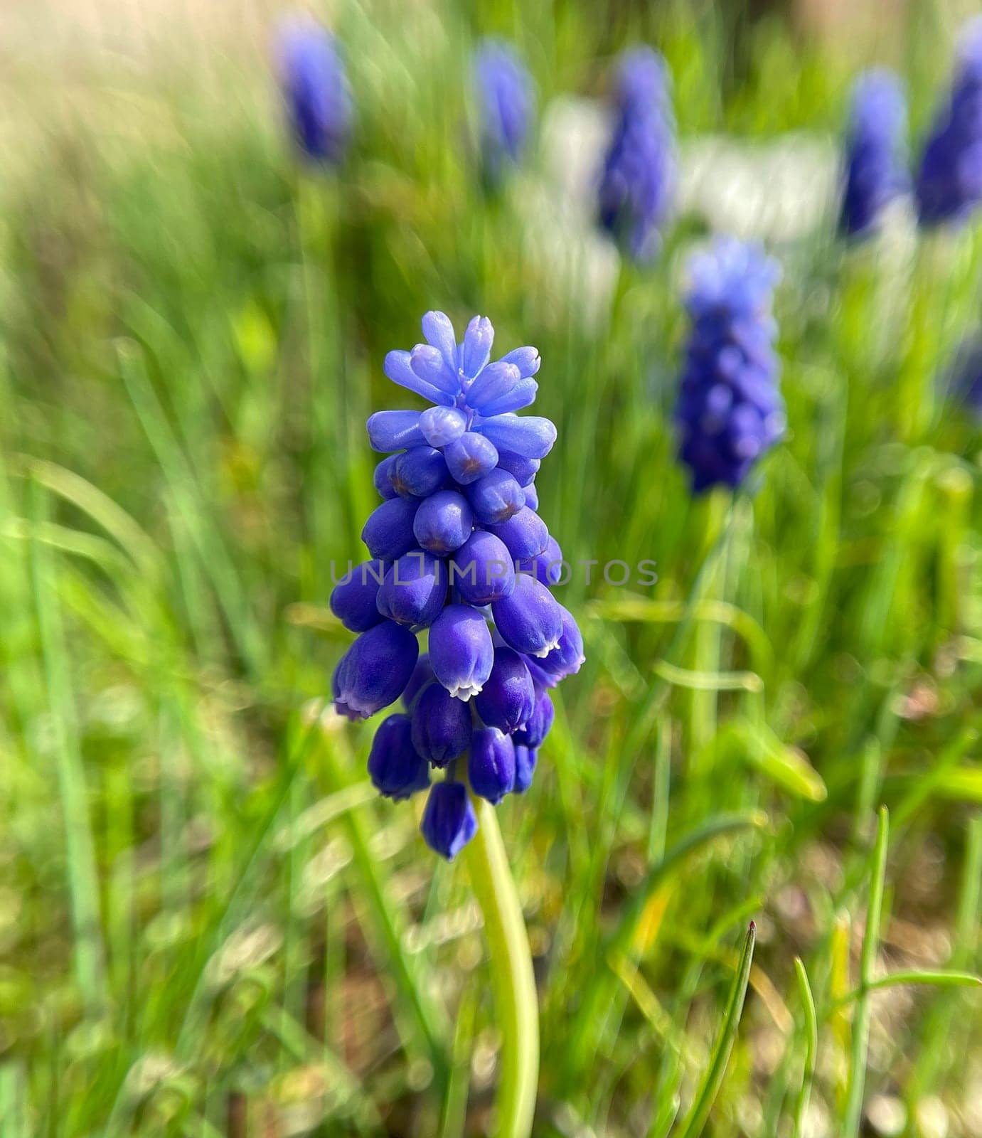 Grape hyacinth,Muscari latifolium,is a wild flowering with blue flowers. Grape hyacinth,Muscari latifolium,is a wild flower with blue flowers.