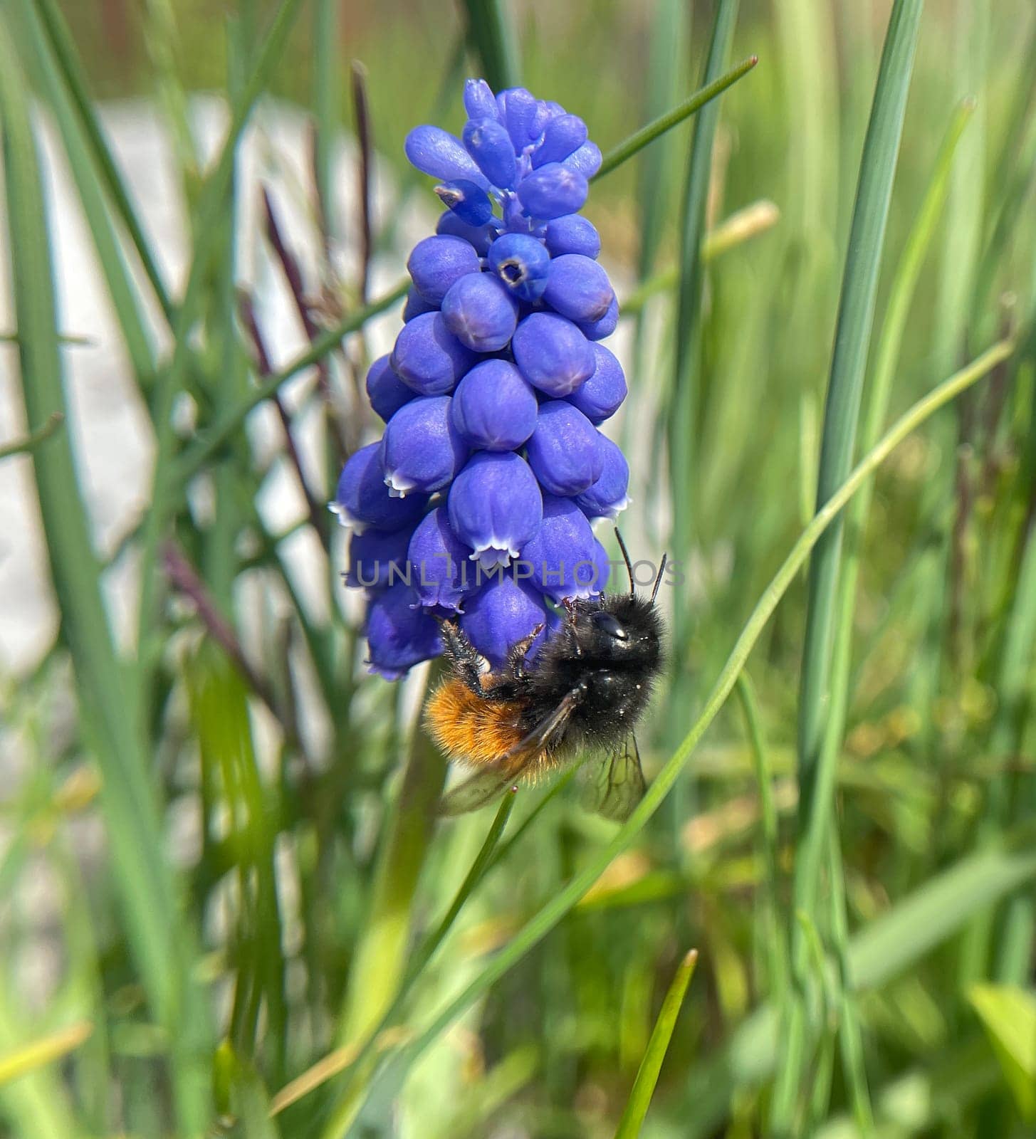 Grape hyacinth,Muscari latifolium,is a wild flowering with blue flowers. Grape hyacinth,Muscari latifolium,is a wild flower with blue flowers.