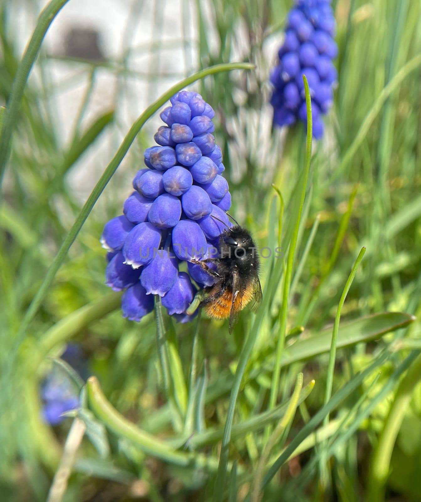 Grape hyacinth,Muscari latifolium,is a wild flowering with blue flowers. Grape hyacinth,Muscari latifolium,is a wild flower with blue flowers.