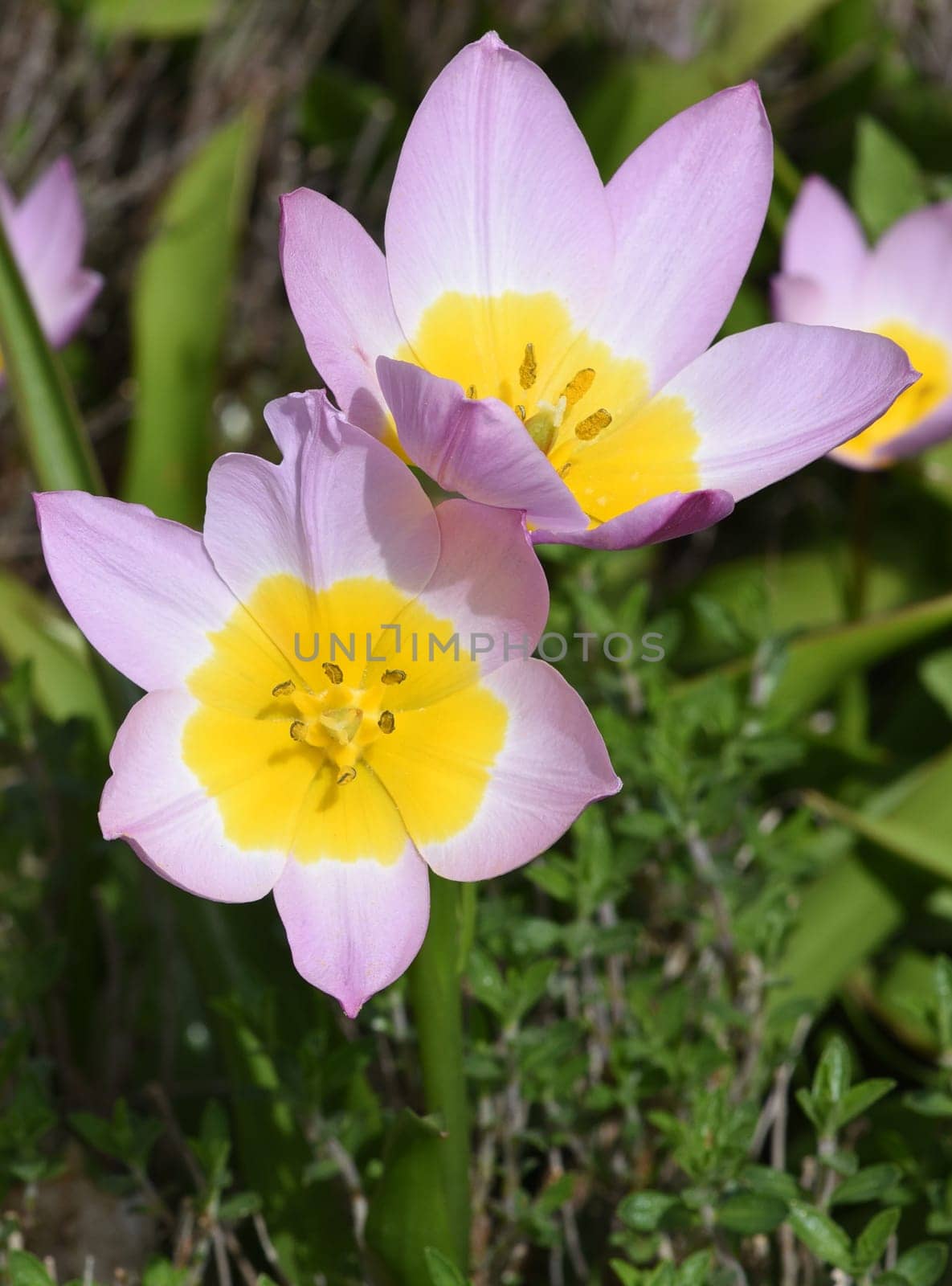 Tulips are very attractive early blues. It is a bulbous plant with many different colors. Tulips are very attractive early bloomers. It is an onion plant with many different colors.