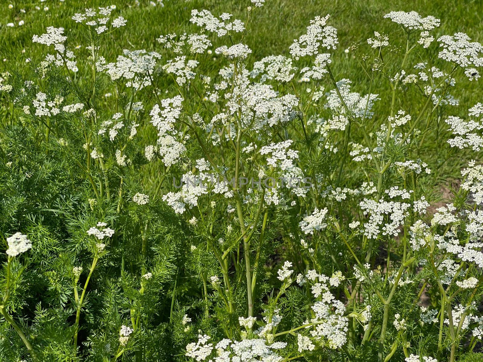 Anise,Pimpinella anisum,is a medicinal and spice plant that is also used in medicine. Anise,Pimpinella anisum,is a medicinal and spice plant that is also used in medicine.