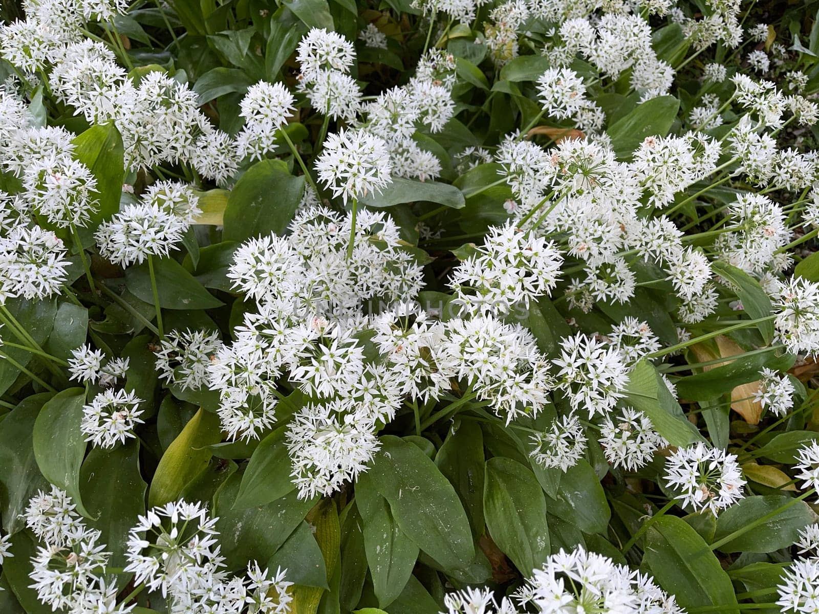 Baerlauch is an important wild herb and medicinal plant that has a garlic scent with white flowers. It has several poisonous double-gaggers,such as Maigloeckchen,Herbstzeitlose,Arum stick. Baerlauch is an important herb and medicinal plant that has a garlic scent with white flowers. It has several poisonous doppelgangers,(double runner) such as lily of the valley,autumn crocus and arum.
