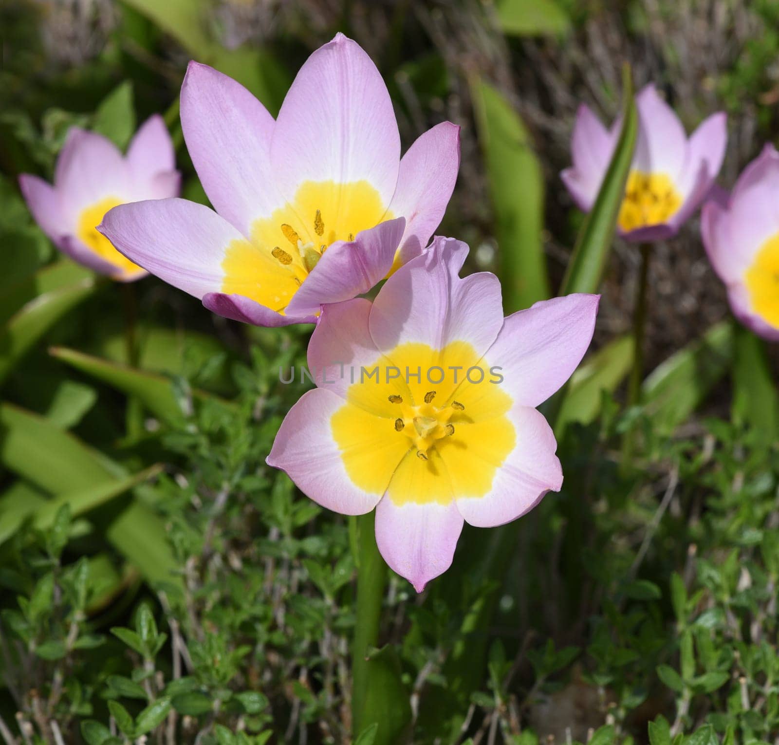 Tulips are very attractive early blues. It is a bulbous plant with many different colors. Tulips are very attractive early bloomers. It is an onion plant with many different colors.