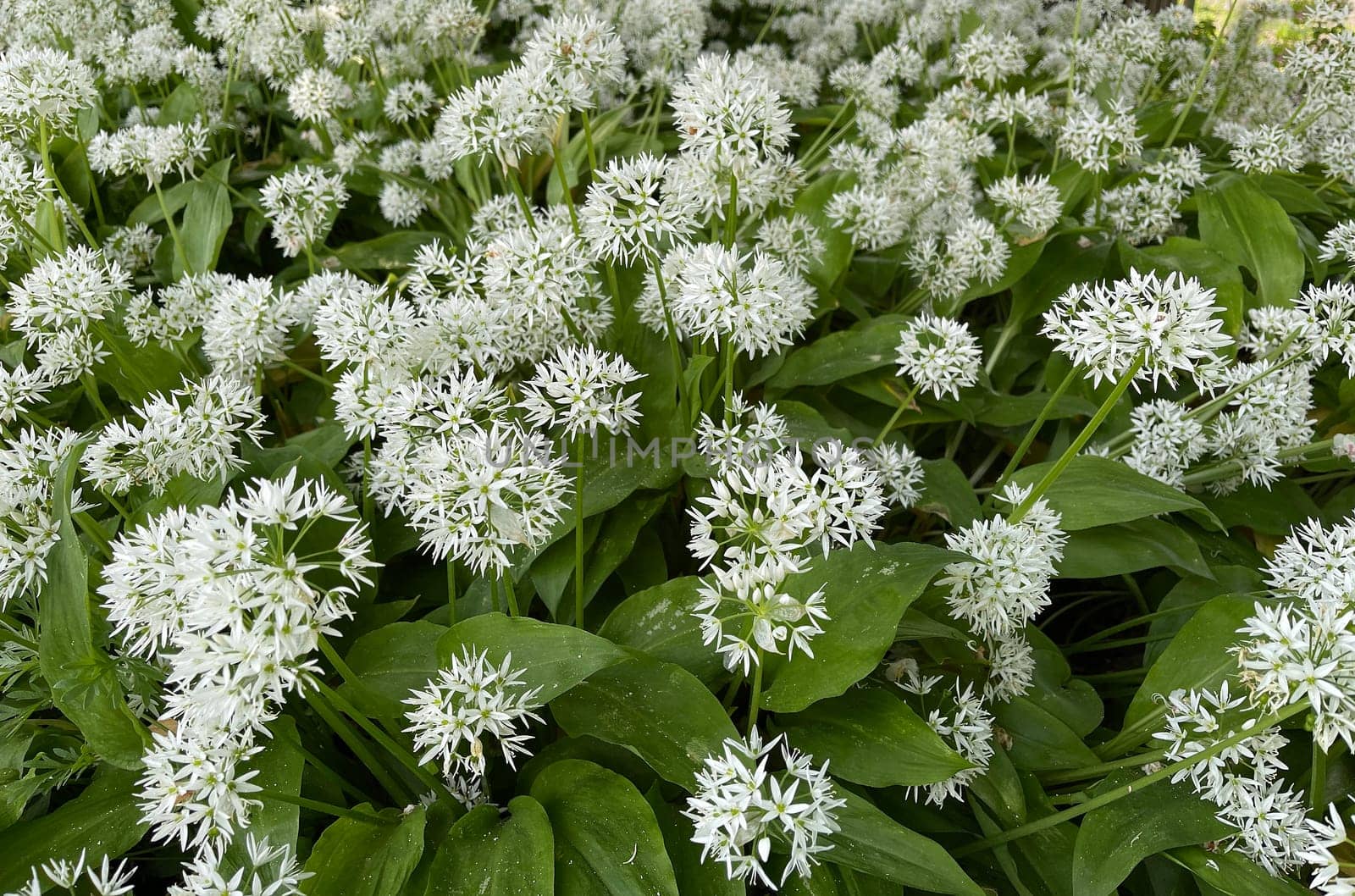 Baerlauch is an important wild herb and medicinal plant that has a garlic scent with white flowers. It has several poisonous double-gaggers,such as Maigloeckchen,Herbstzeitlose,Arum stick. Baerlauch is an important herb and medicinal plant that has a garlic scent with white flowers. It has several poisonous doppelgangers,(double runner) such as lily of the valley,autumn crocus and arum.