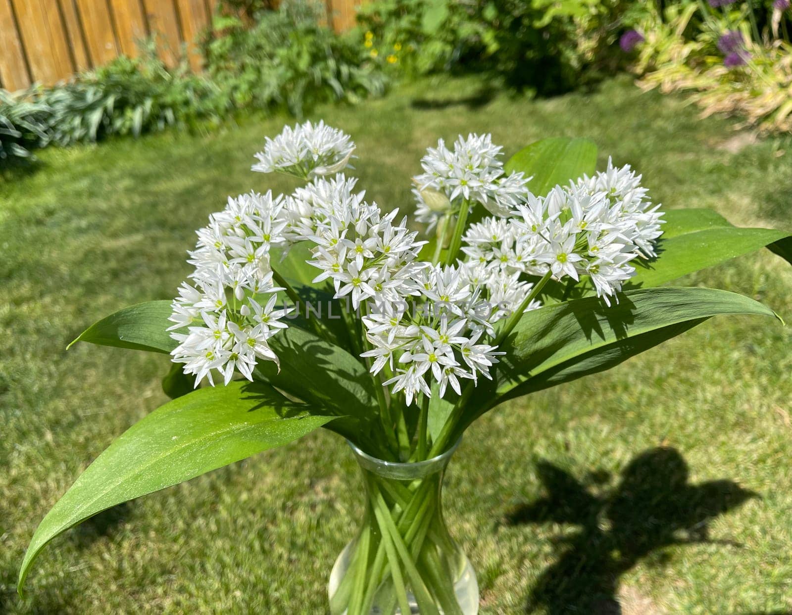 Baerlauch is an important wild herb and medicinal plant that has a garlic scent with white flowers. It has several poisonous double-gaggers,such as Maigloeckchen,Herbstzeitlose,Arum stick. Baerlauch is an important herb and medicinal plant that has a garlic scent with white flowers. It has several poisonous doppelgangers,(double runner) such as lily of the valley,autumn crocus and arum.
