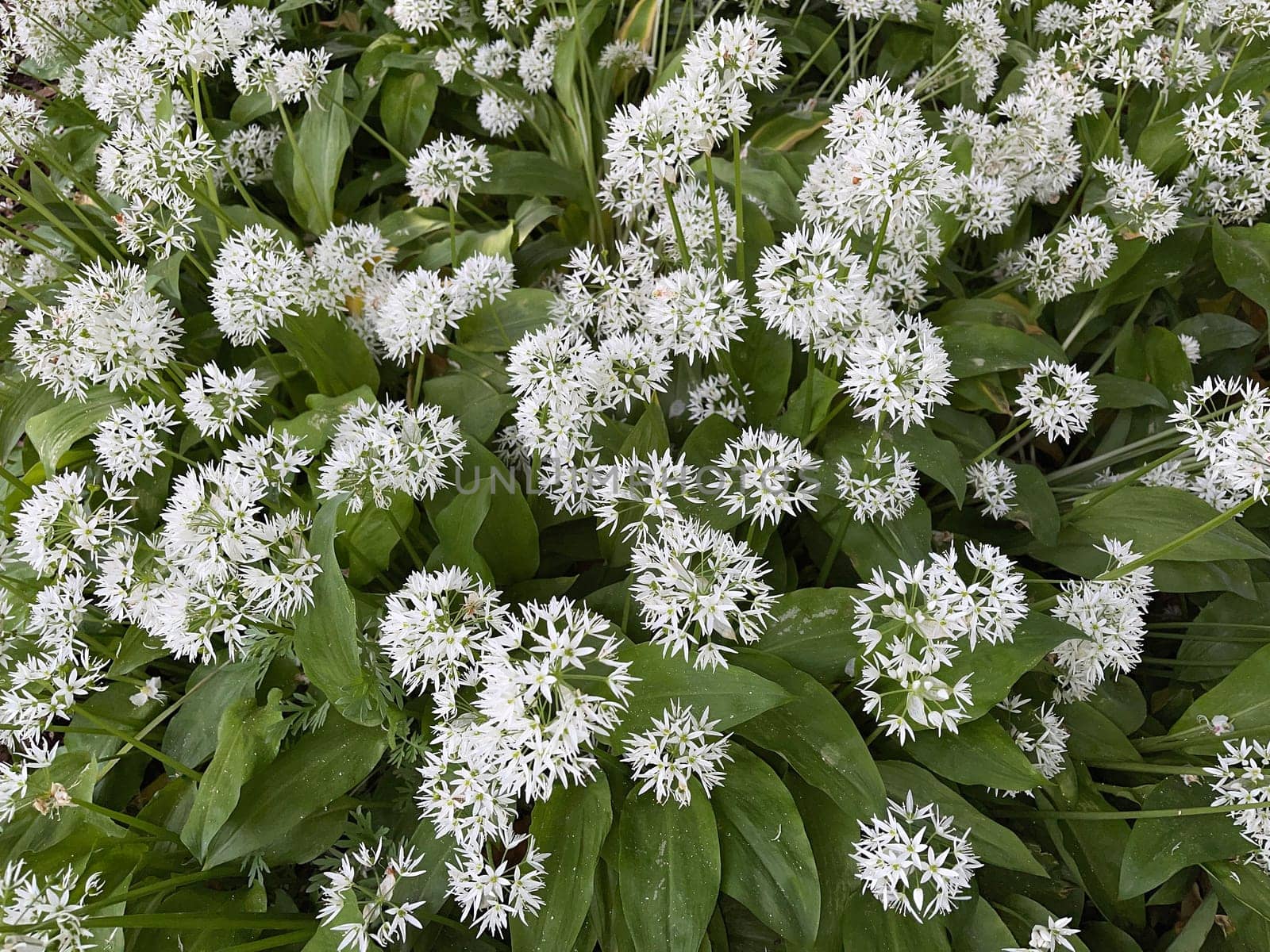 Baerlauch is an important wild herb and medicinal plant that has a garlic scent with white flowers. It has several poisonous double-gaggers,such as Maigloeckchen,Herbstzeitlose,Arum stick. Baerlauch is an important herb and medicinal plant that has a garlic scent with white flowers. It has several poisonous doppelgangers,(double runner) such as lily of the valley,autumn crocus and arum.