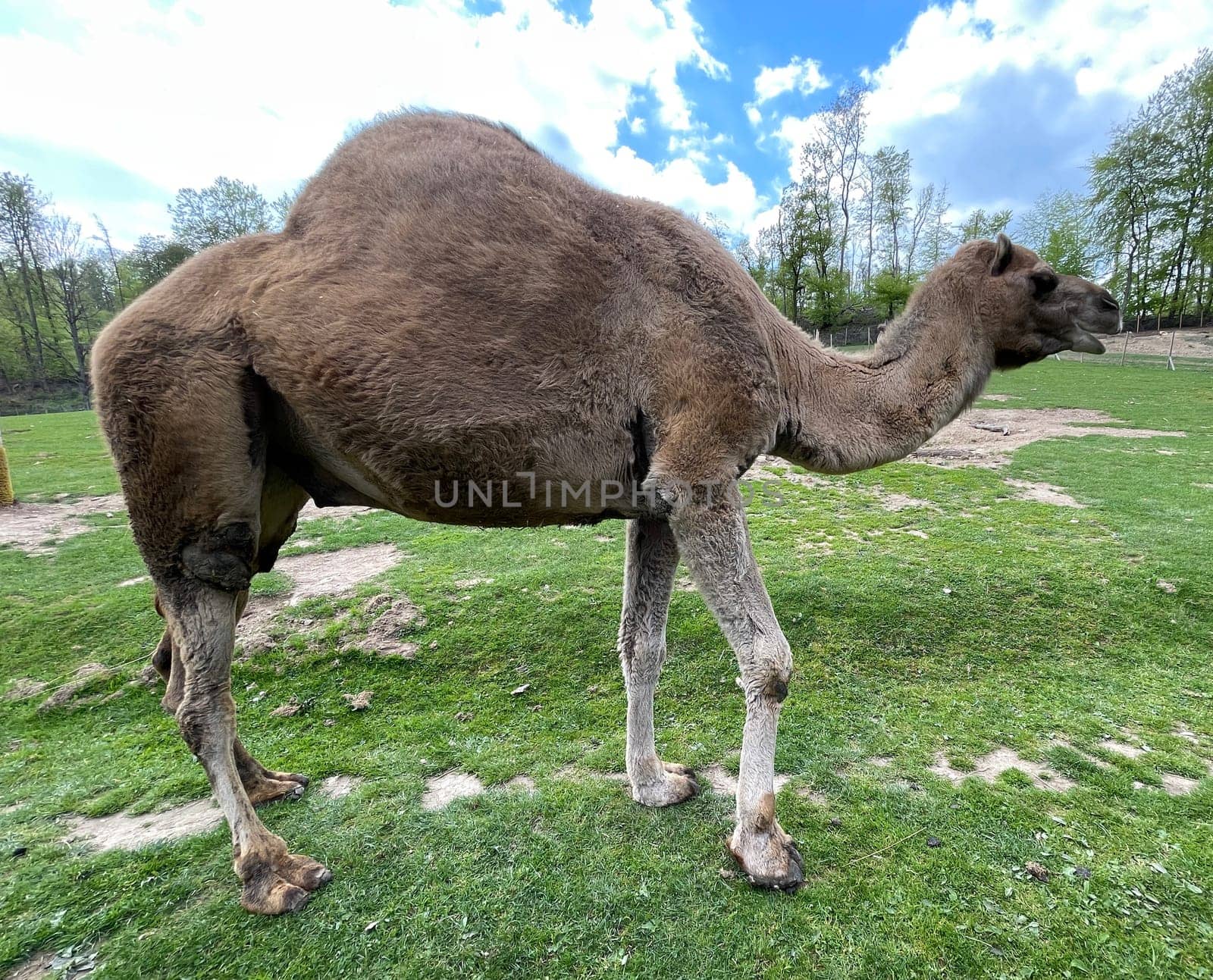 The dromedary,Camelus dromedarius,is a species of mammal in the Camelidae family. The dromedary,Camelus dromedarius,also known as the one-humped or Arabian camel,is a species of mammal from the genus Old World camels.