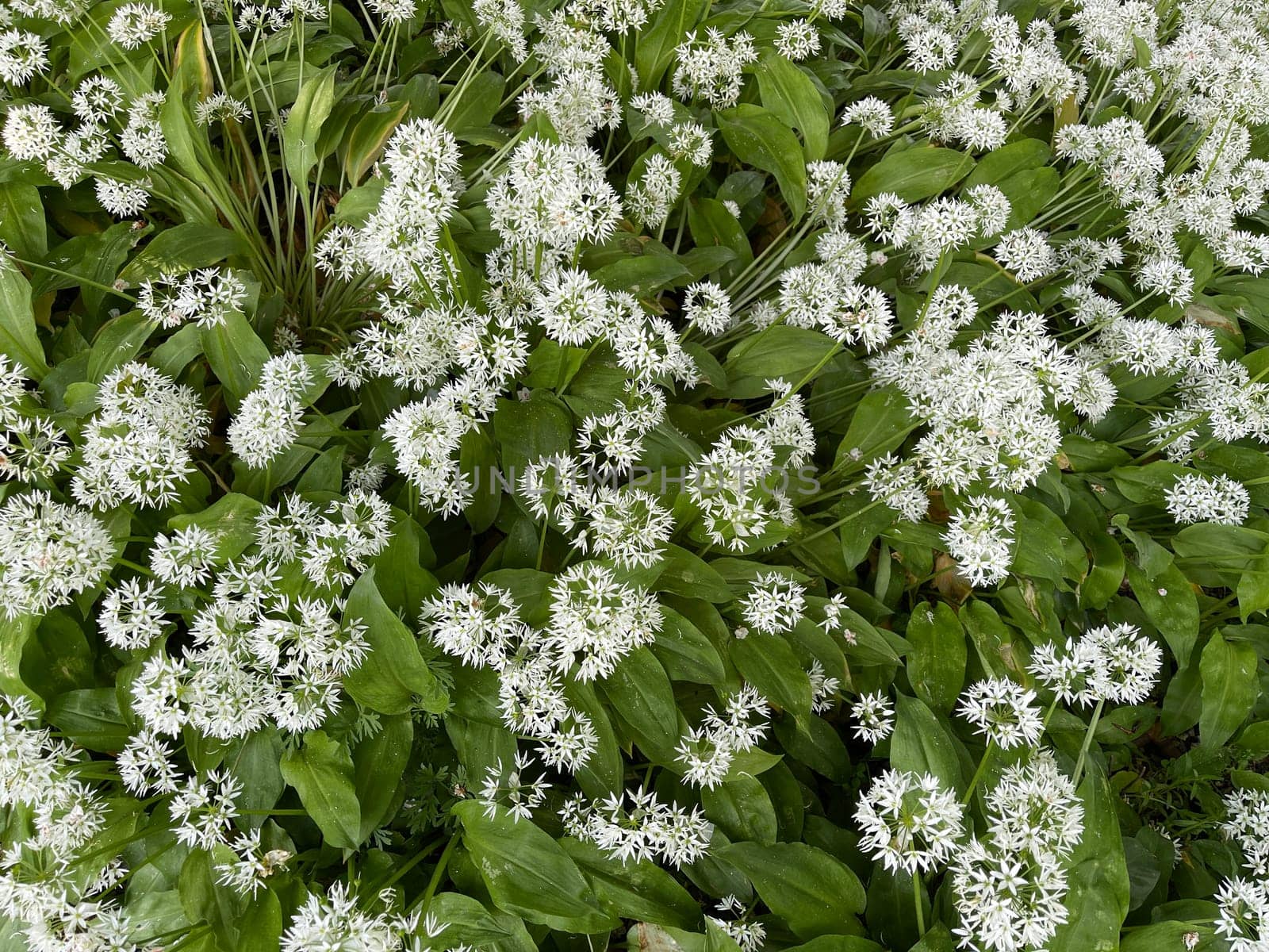 Baerlauch is an important wild herb and medicinal plant that has a garlic scent with white flowers. It has several poisonous double-gaggers,such as Maigloeckchen,Herbstzeitlose,Arum stick. Baerlauch is an important herb and medicinal plant that has a garlic scent with white flowers. It has several poisonous doppelgangers,(double runner) such as lily of the valley,autumn crocus and arum.