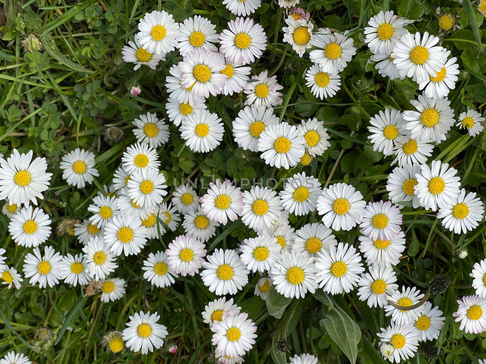 Gaensebluemchen,Bellis Perennis is an edible flower with white flowers. It is an important medicinal plant and is used in medicine. It also occurs wildly,in fields and meadows. Gaensebluemchen,Bellis Perennis is an edible flower with white flowers. It is an important medicinal plant and is used in medicine. It is also often wild on fields and meadows.