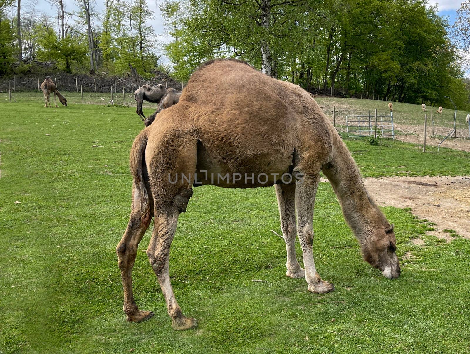 The dromedary,Camelus dromedarius,is a species of mammal in the Camelidae family. The dromedary,Camelus dromedarius,also known as the one-humped or Arabian camel,is a species of mammal from the genus Old World camels.