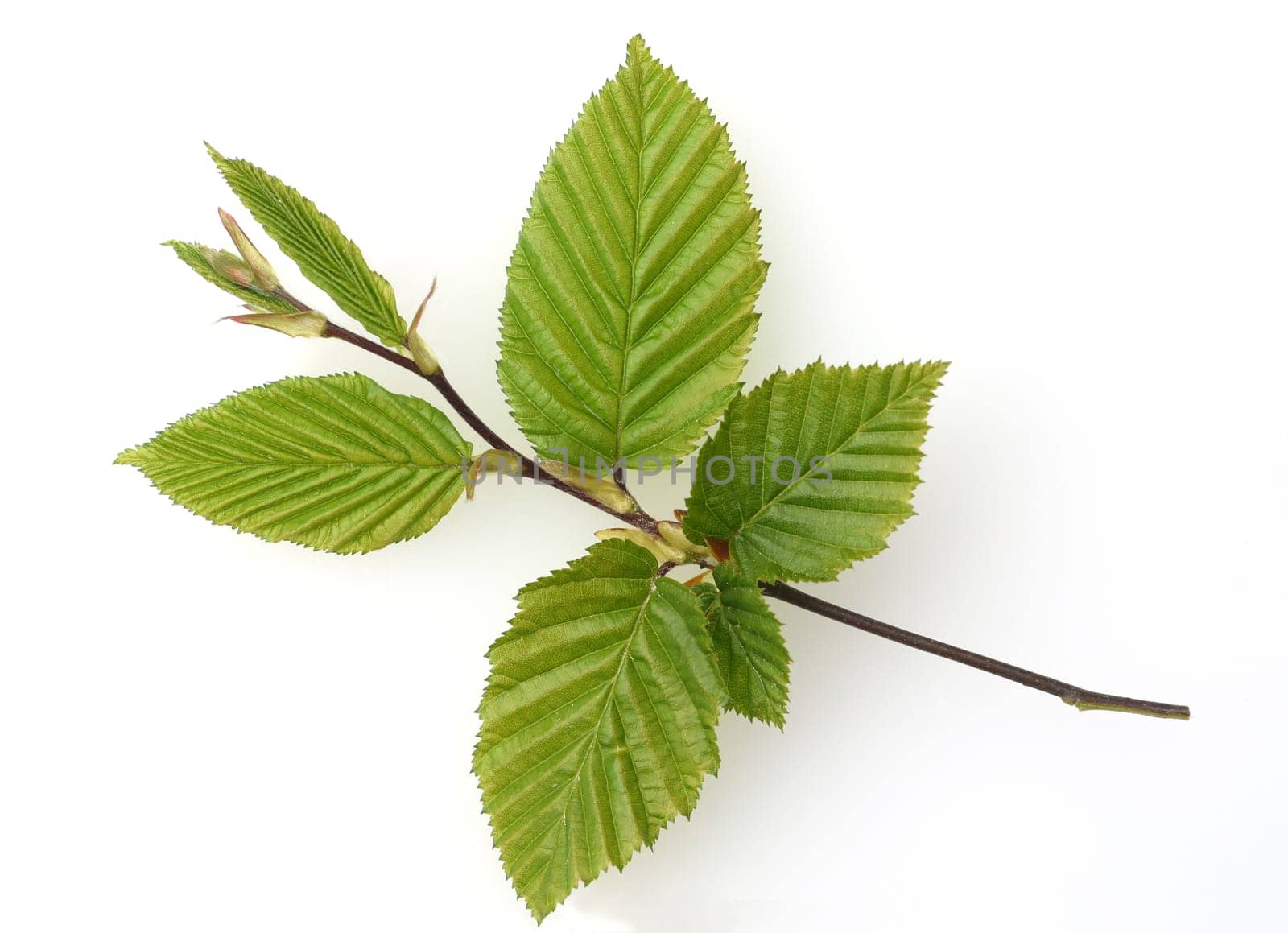 Hornbeam,Carpinus,betulus,is a deciduous tree that often occurs in our forests.  It is a powerful tree and its wood is an important supplier of timber. Hornbeam,Carpinus,betulus,is a deciduous tree that is often found in our forests. It is a mighty tree and its wood is an important source of timber