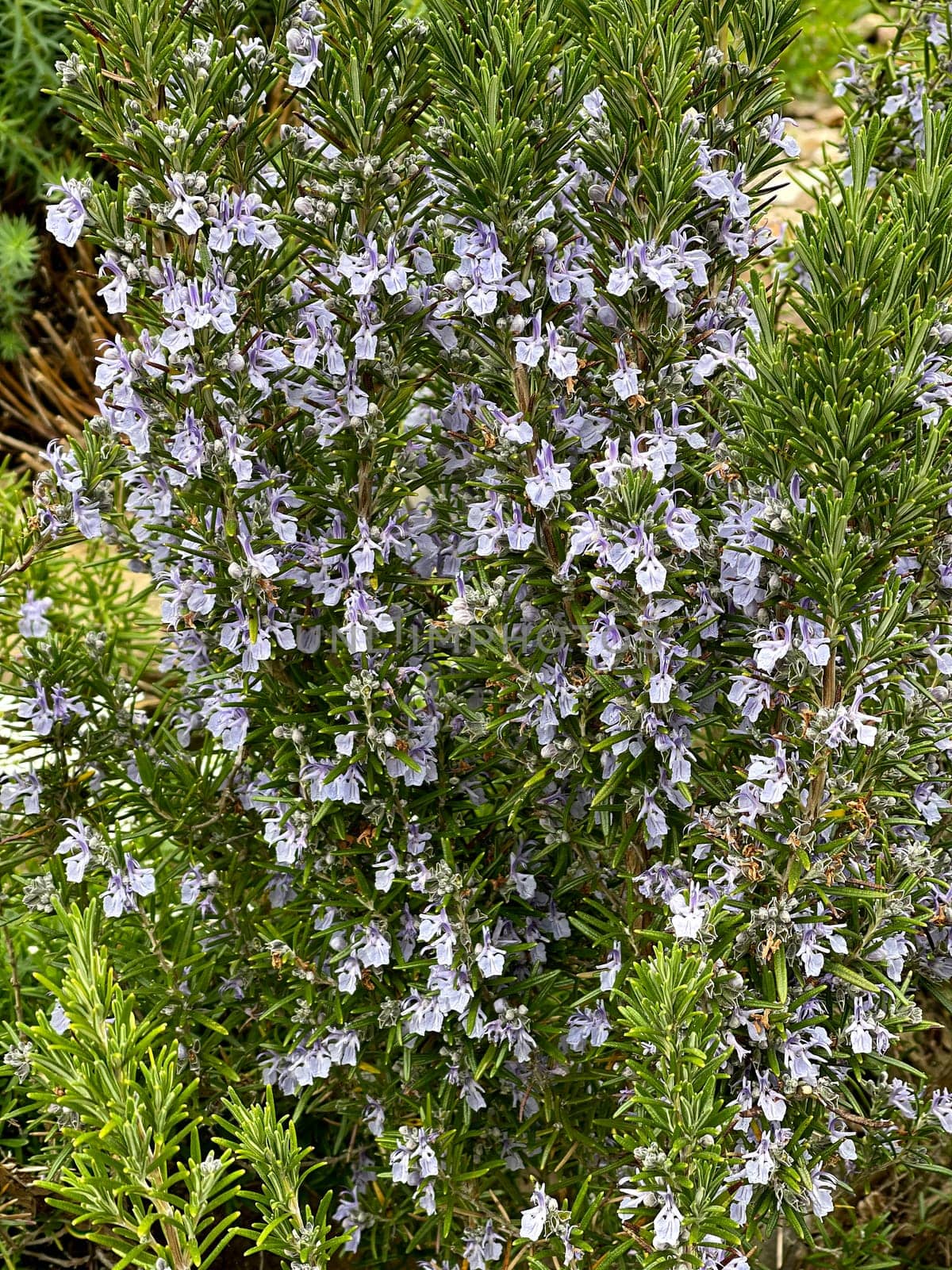 Rosemary,Rosemary officinalis,is a medicinal and herbal plant. Rosemary officinalis,is a medicinal and herbal plant.
