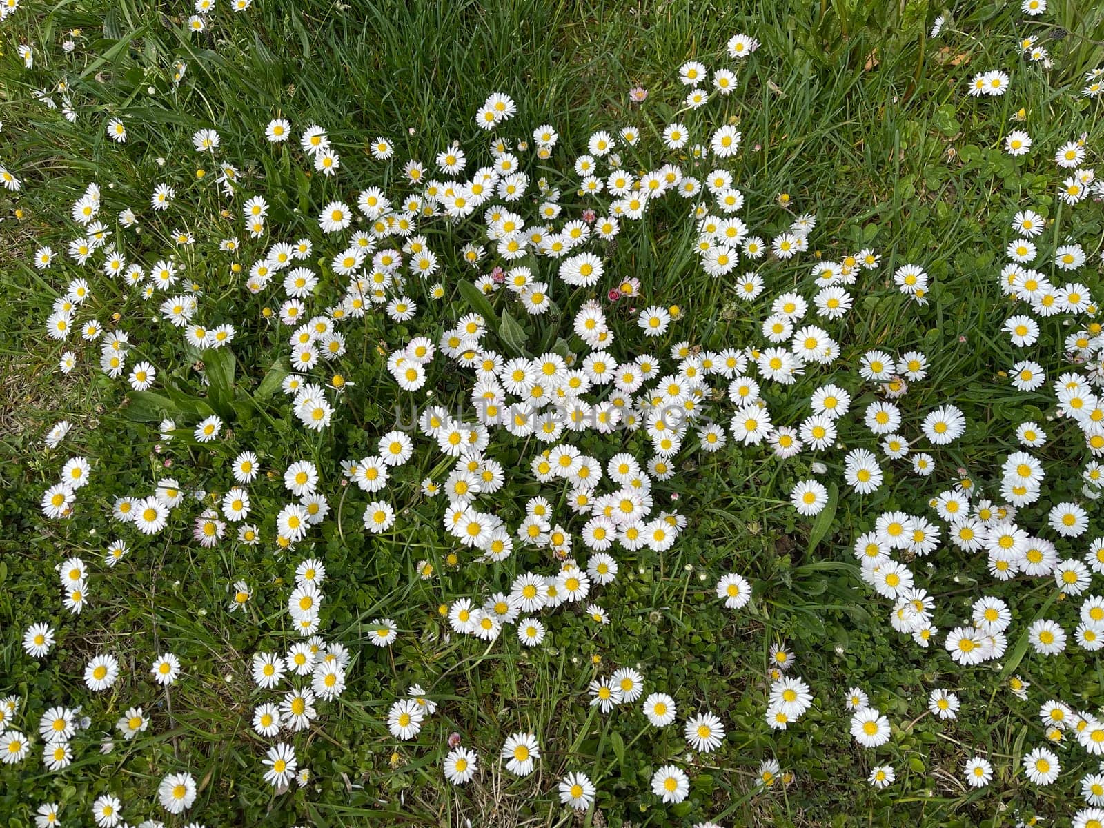 Gaensebluemchen,Bellis Perennis is an edible flower with white flowers. It is an important medicinal plant and is used in medicine. It also occurs wildly,in fields and meadows. Gaensebluemchen,Bellis Perennis is an edible flower with white flowers. It is an important medicinal plant and is used in medicine. It is also often wild on fields and meadows.