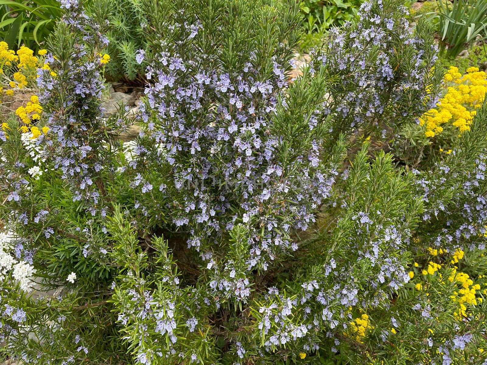 Rosemary,Rosemary officinalis,is a medicinal and herbal plant. Rosemary officinalis,is a medicinal and herbal plant.