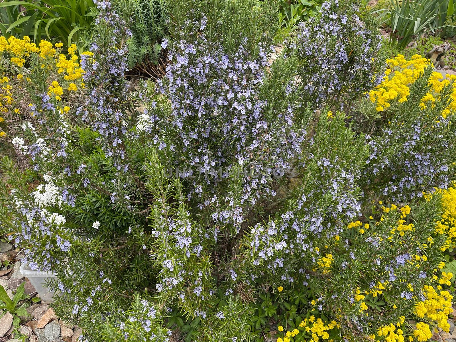 Rosemary,Rosemary officinalis,is a medicinal and herbal plant. Rosemary officinalis,is a medicinal and herbal plant.
