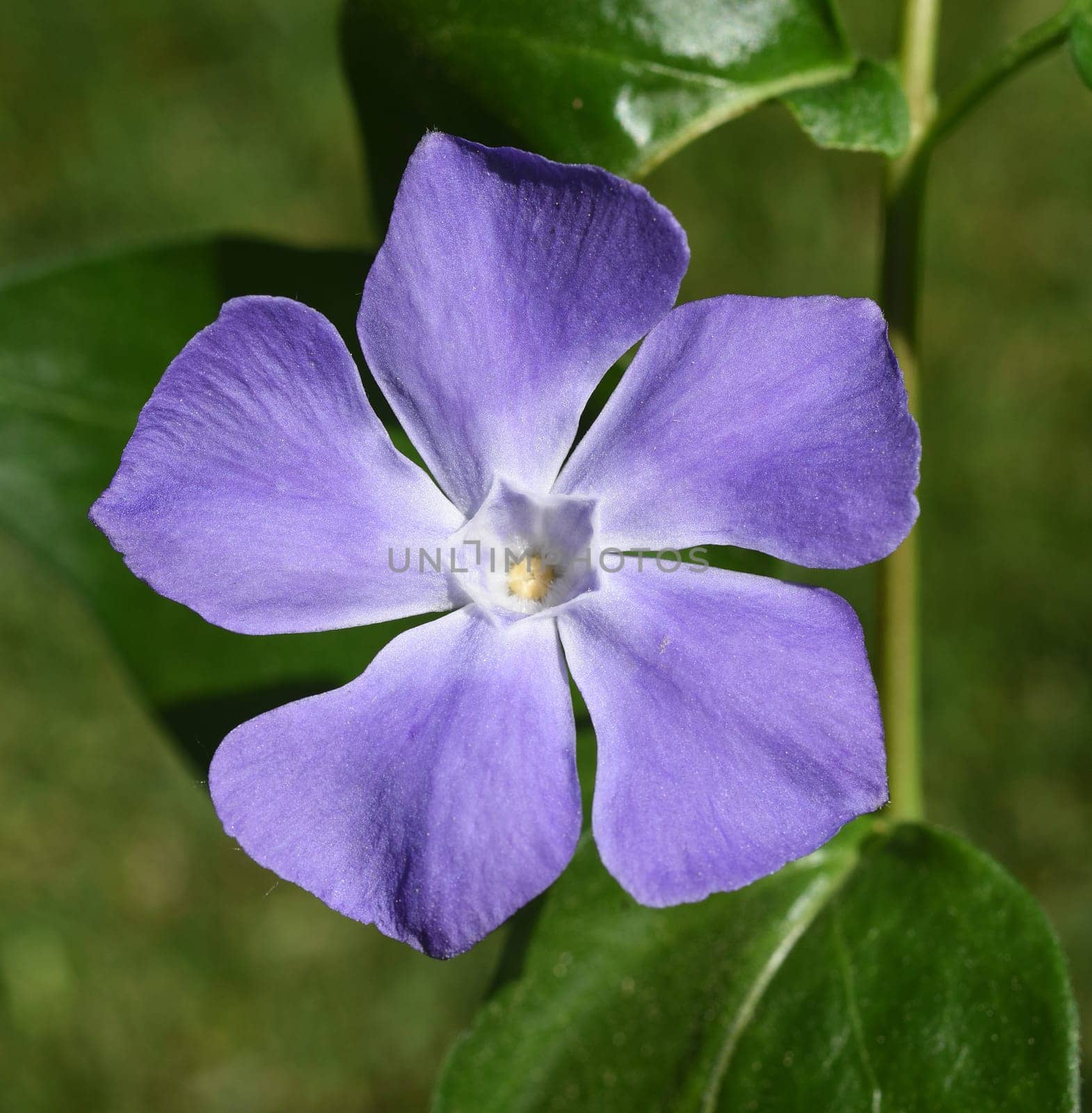 Evergreen,Vinca major,is an important medicinal plant with blue flowers and is also used as ground cover. Periwinkle,Vinca major,is an important medicinal plant with blue flowers and is also used as a ground cover.