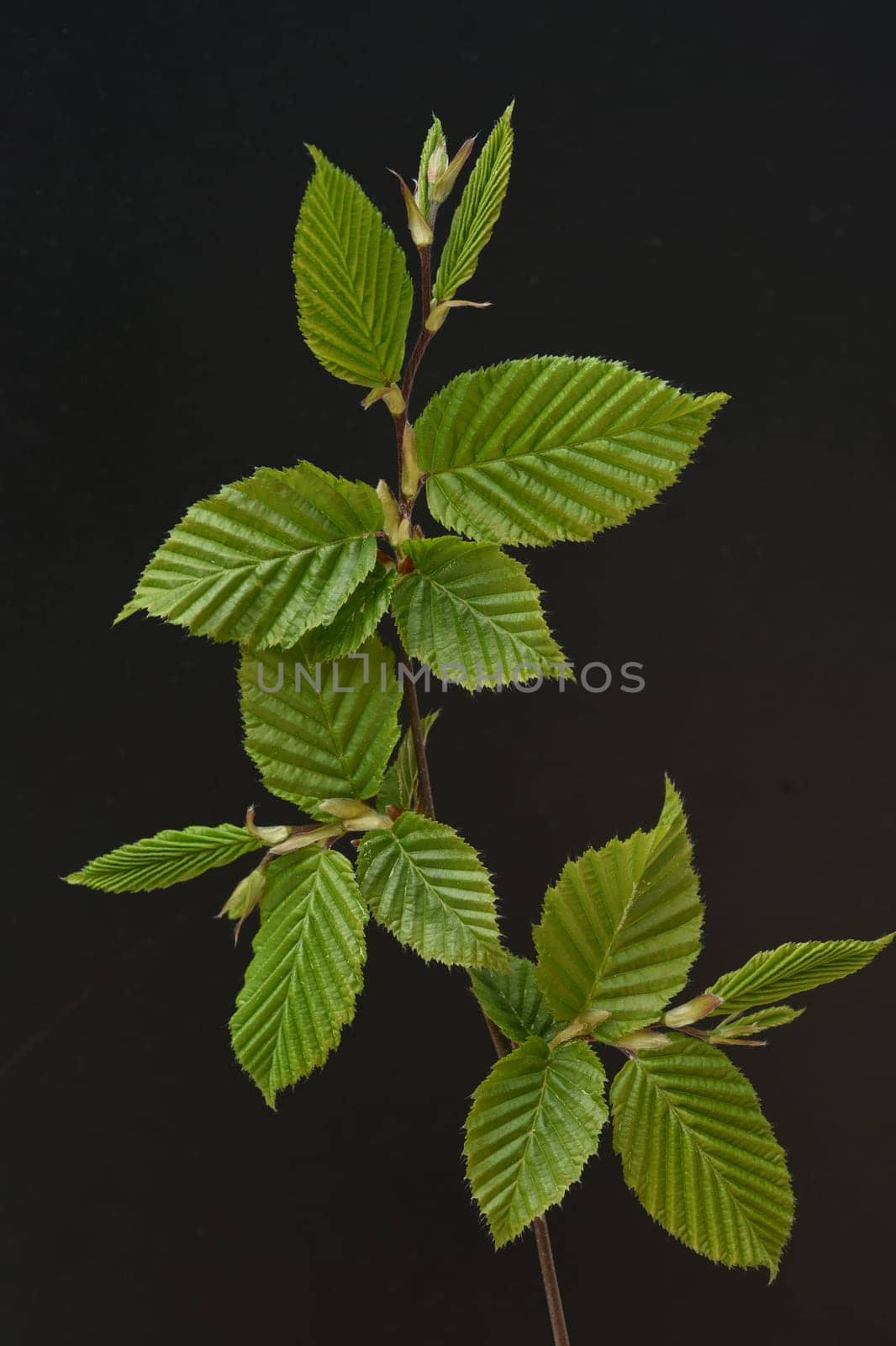Hornbeam,Carpinus,betulus,is a deciduous tree that often occurs in our forests.  It is a powerful tree and its wood is an important supplier of timber. Hornbeam,Carpinus,betulus,is a deciduous tree that is often found in our forests. It is a mighty tree and its wood is an important source of timber