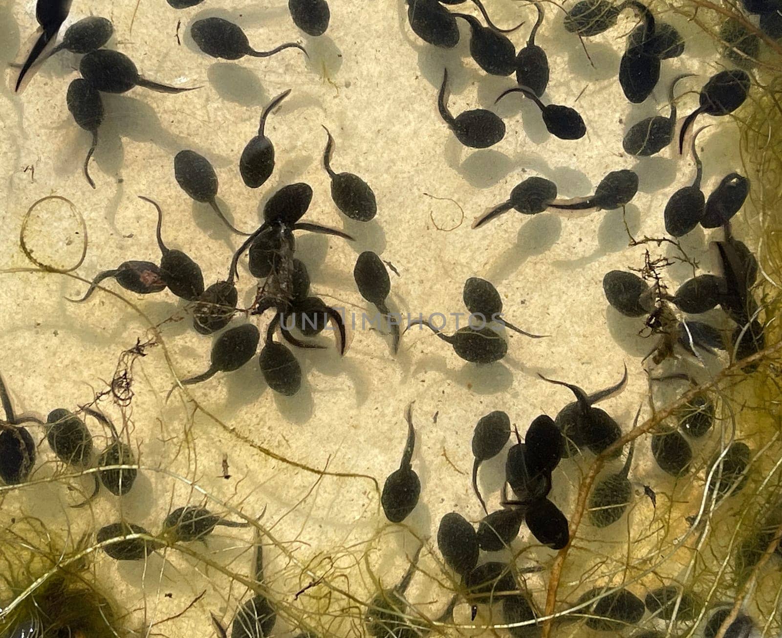 Tadpoles are post-embryonic stages of development – the larvae – of the frog. Tadpoles are postembryonic developmental stages - the larvae - of the anuran.