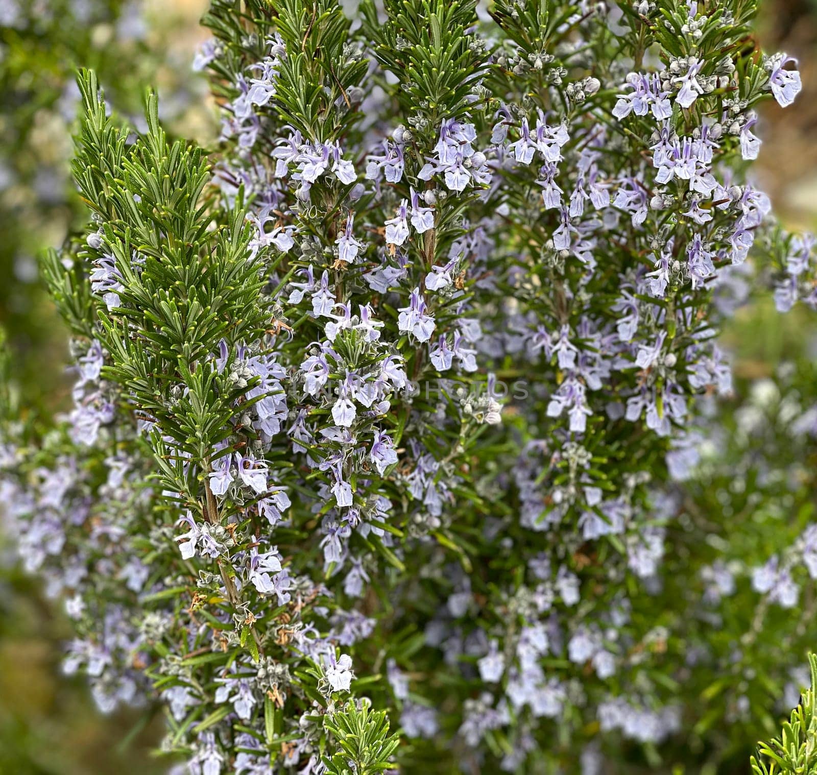 Rosemary,Rosemary officinalis,is a medicinal and herbal plant. Rosemary officinalis,is a medicinal and herbal plant.