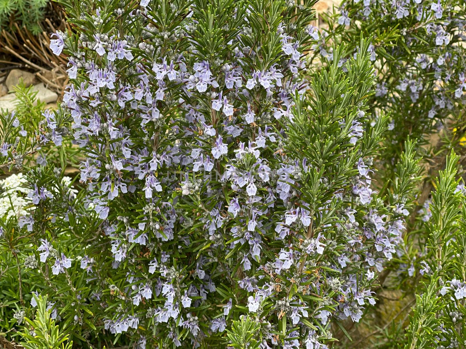 Rosemary,Rosemary officinalis,is a medicinal and herbal plant. Rosemary officinalis,is a medicinal and herbal plant.