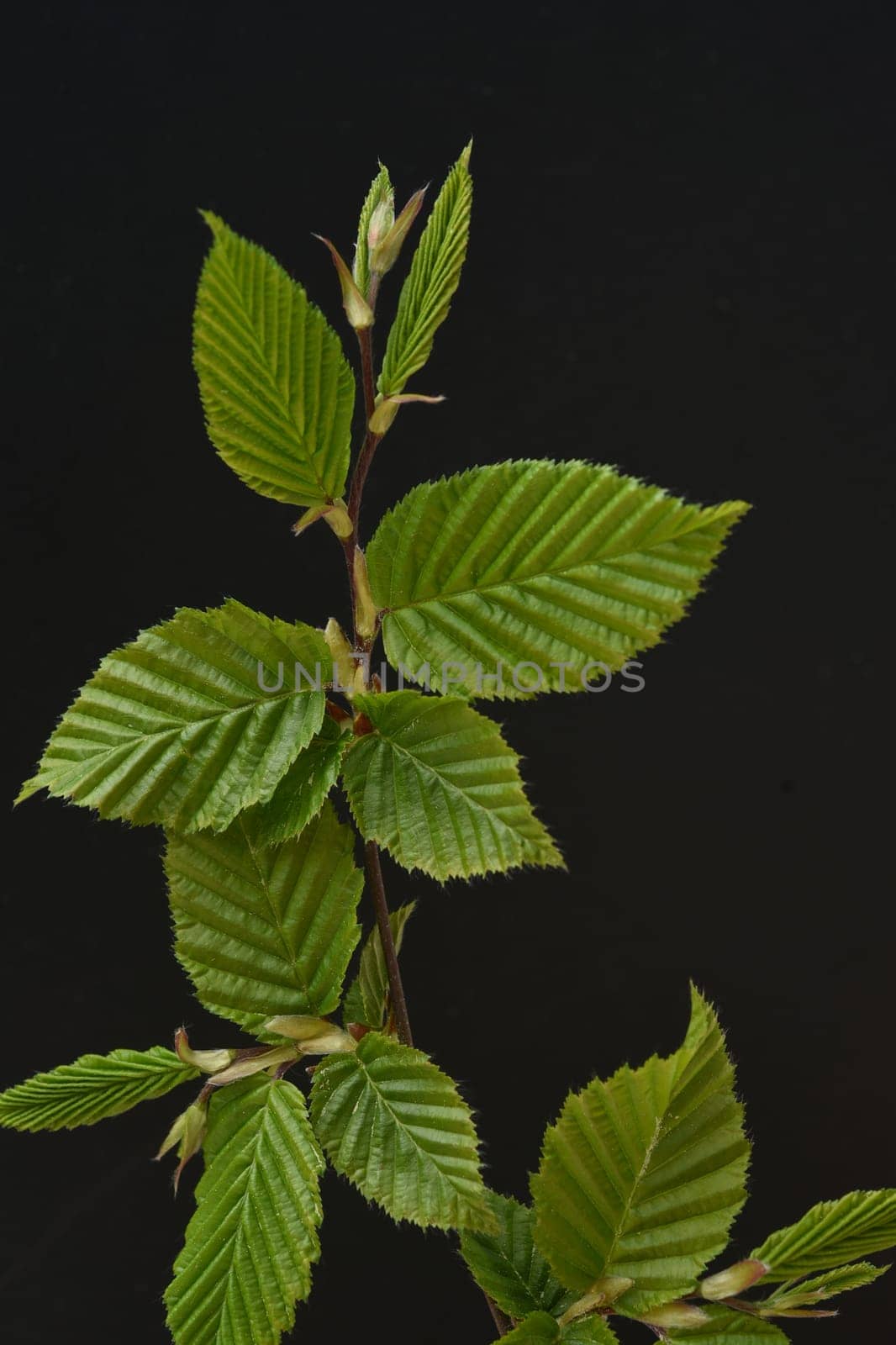 Hornbeam,Carpinus,betulus,is a deciduous tree that often occurs in our forests.  It is a powerful tree and its wood is an important supplier of timber. Hornbeam,Carpinus,betulus,is a deciduous tree that is often found in our forests. It is a mighty tree and its wood is an important source of timber