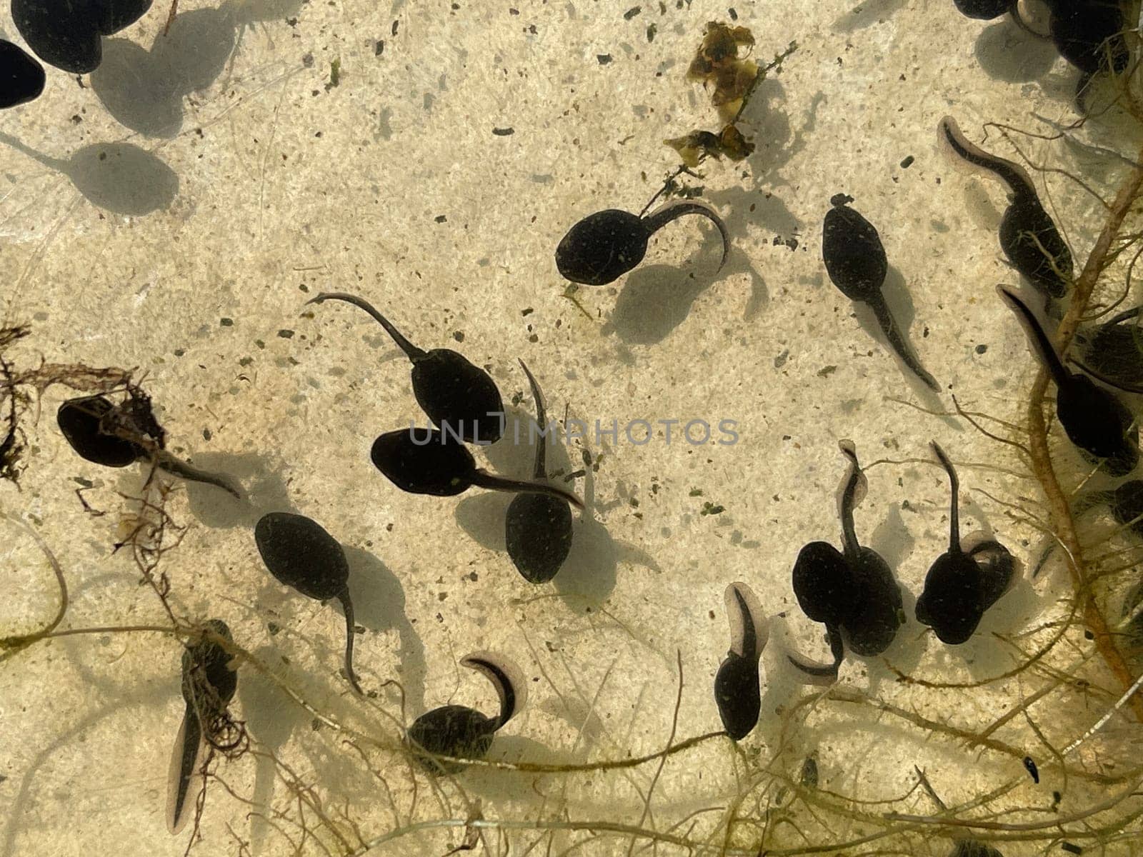 Tadpoles are post-embryonic stages of development – the larvae – of the frog. Tadpoles are postembryonic developmental stages - the larvae - of the anuran.