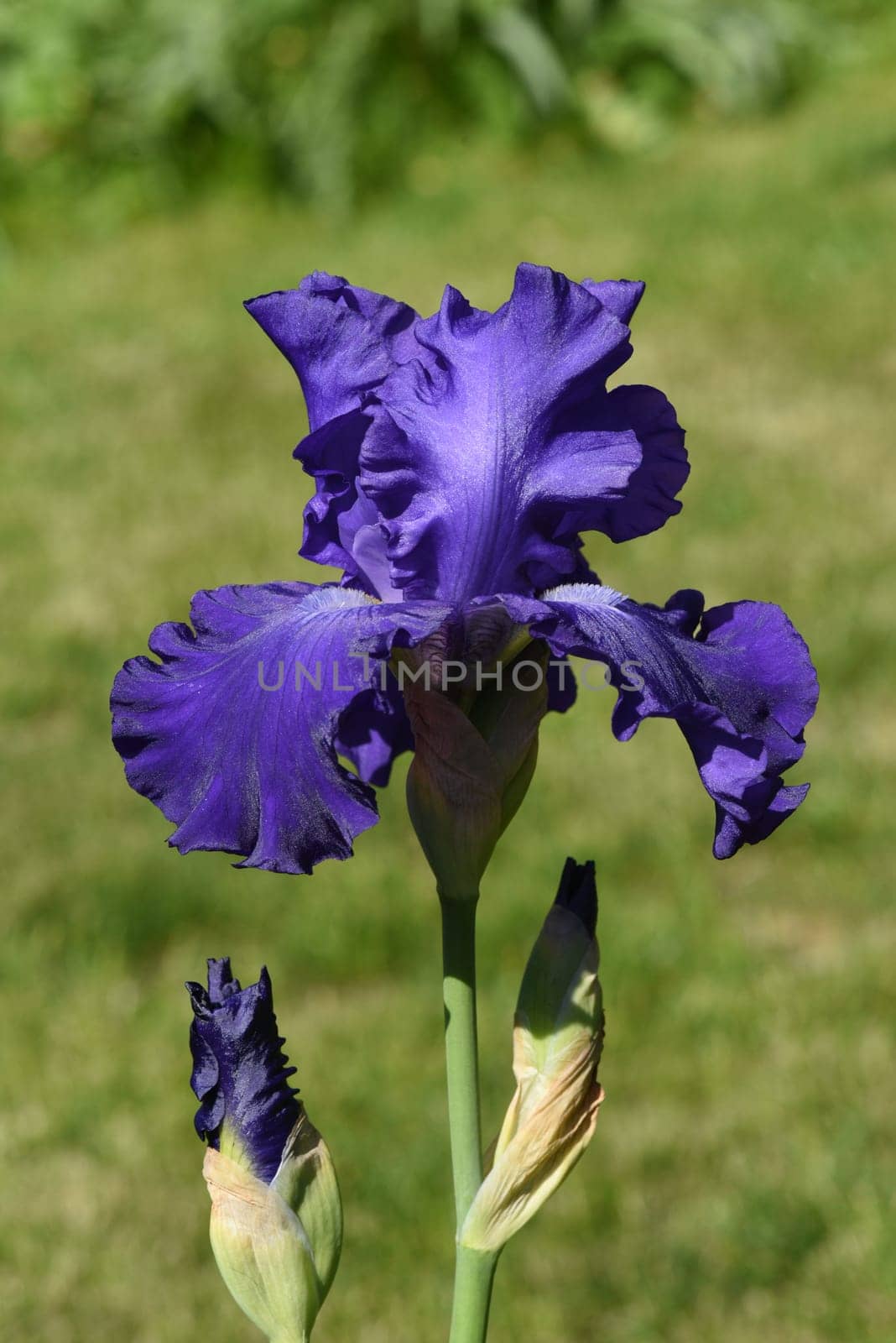 Iris,The iris is a wild flowering flower with blue flowers. The iris is a wild flower with blue flowers.