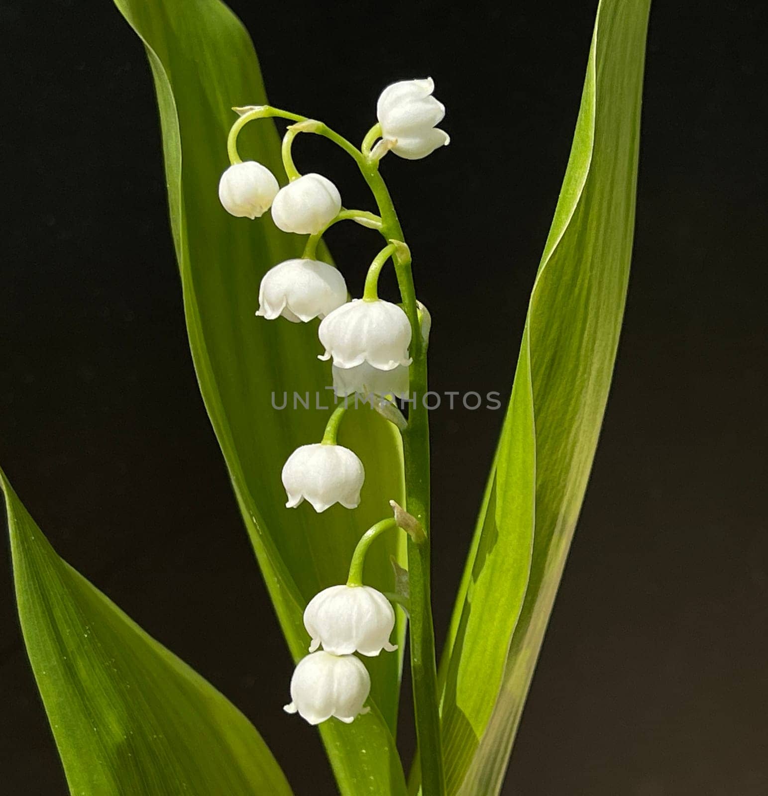 Convallaria majalis has white,blueten. It is a fragrant and poisonous plant and an important medicinal plant,Lily-of-the-valley,Convallaria majalis has white flowers. It is a scented and poisonous plant and an important medicinal plant