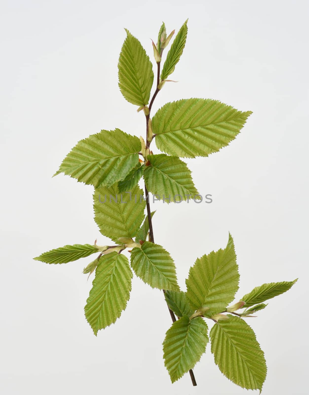Hornbeam,Carpinus,betulus,is a deciduous tree that often occurs in our forests.  It is a powerful tree and its wood is an important supplier of timber. Hornbeam,Carpinus,betulus,is a deciduous tree that is often found in our forests. It is a mighty tree and its wood is an important source of timber