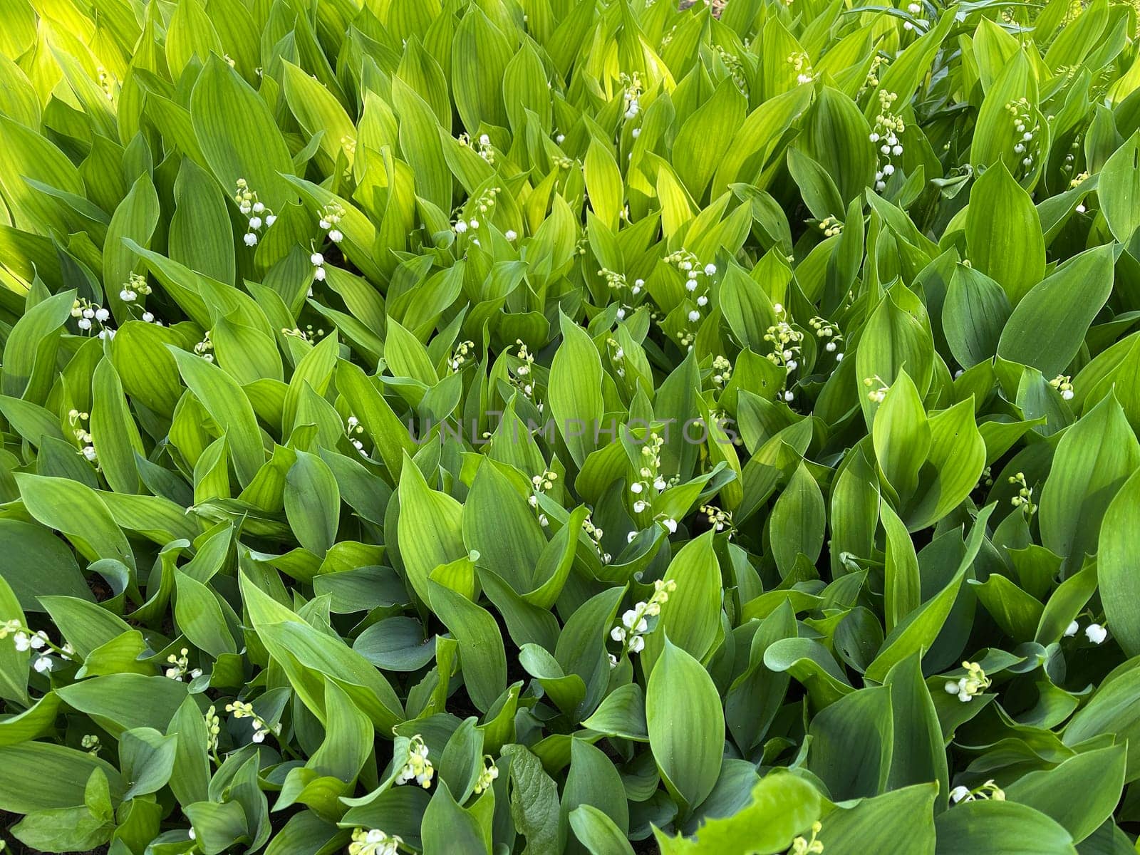 Convallaria majalis has white,blueten. It is a fragrant and poisonous plant and an important medicinal plant,Lily-of-the-valley,Convallaria majalis has white flowers. It is a scented and poisonous plant and an important medicinal plant