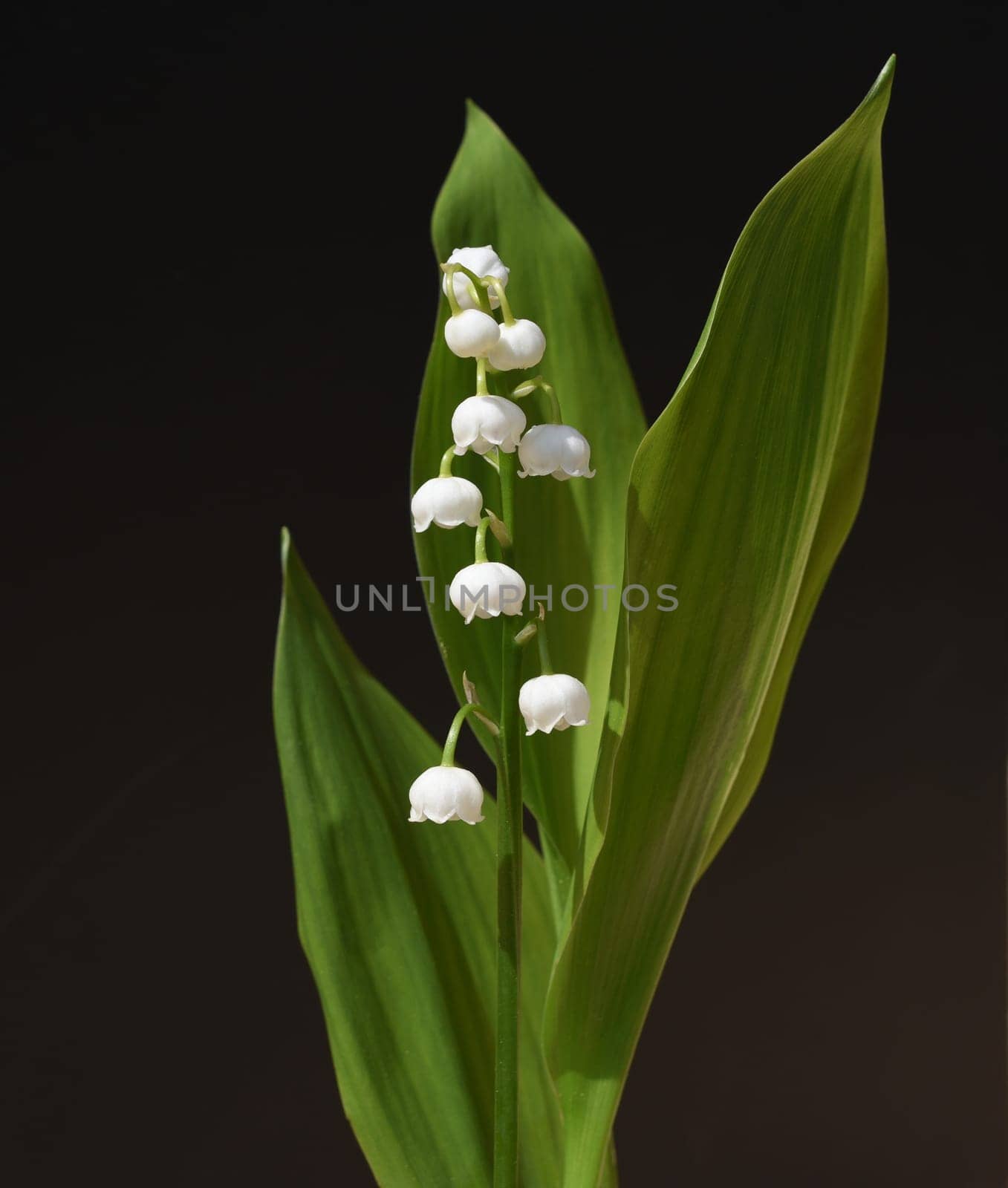 Convallaria majalis has white,blueten. It is a fragrant and poisonous plant and an important medicinal plant,Lily-of-the-valley,Convallaria majalis has white flowers. It is a scented and poisonous plant and an important medicinal plant