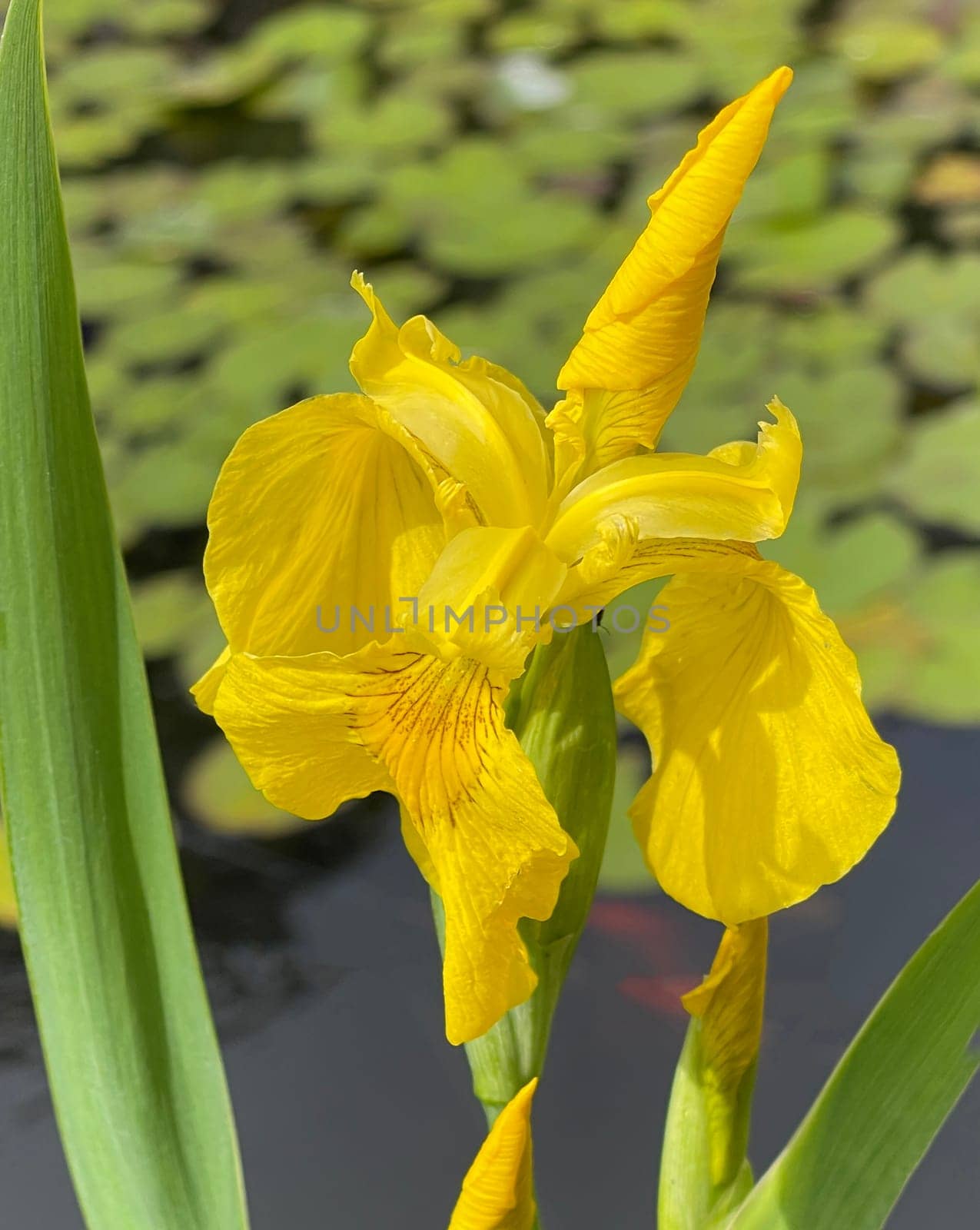 Iris pseudacorus is a water and medicinal pföanze with yellow flowers. Marsh iris,Iris pseudacorus,is an aquatic and medicinal plant with yellow flowers.