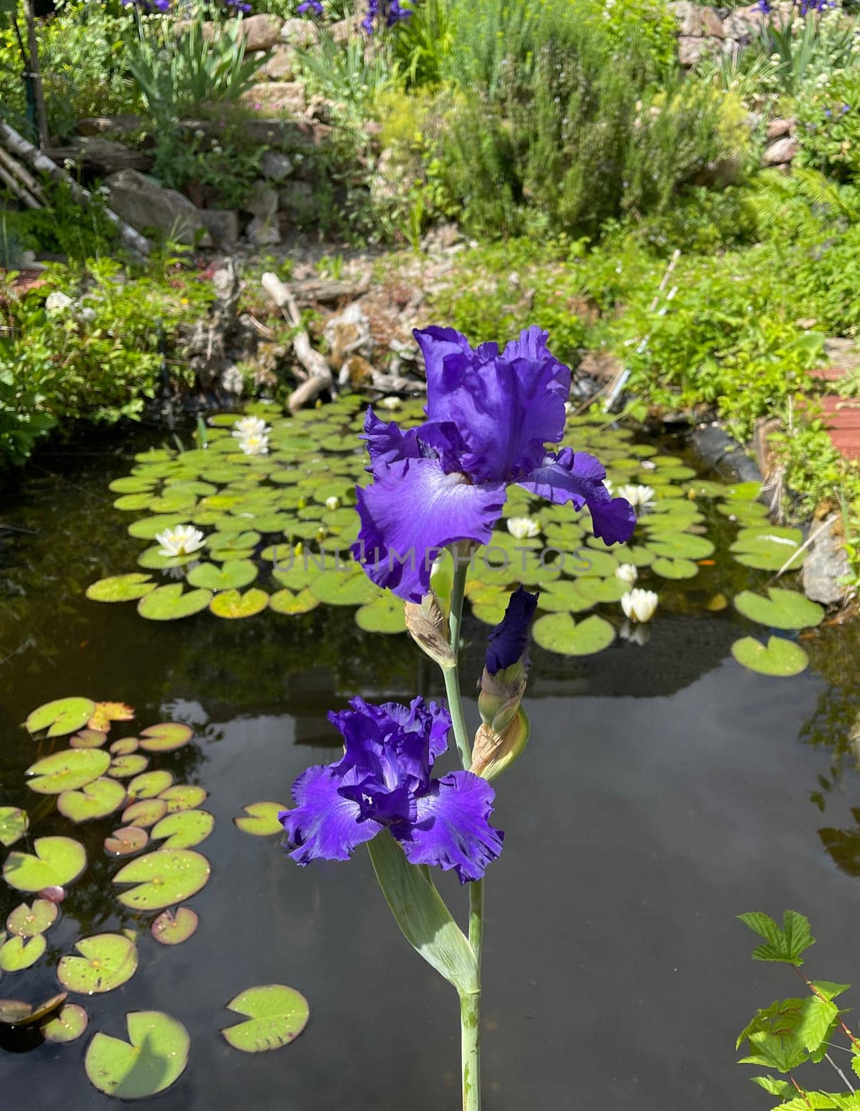 Iris,The iris is a wild flowering flower with blue flowers. The iris is a wild flower with blue flowers.