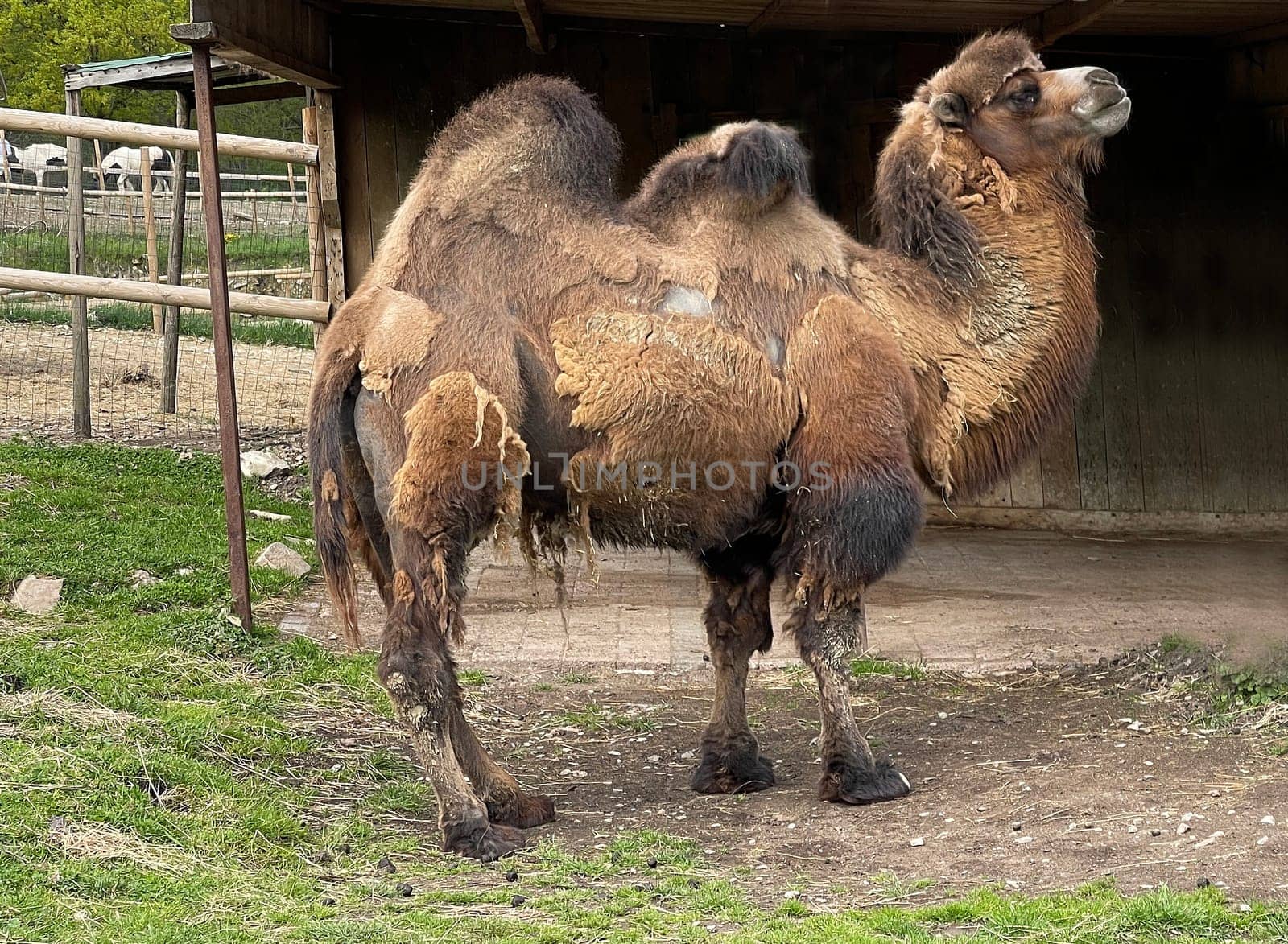 Camelus ferus is a species of mammal in the camelidae family. Bactrian camel,also known as two-humped or Bactrian camel,Camelus ferus,is a species of mammal in the camel family.