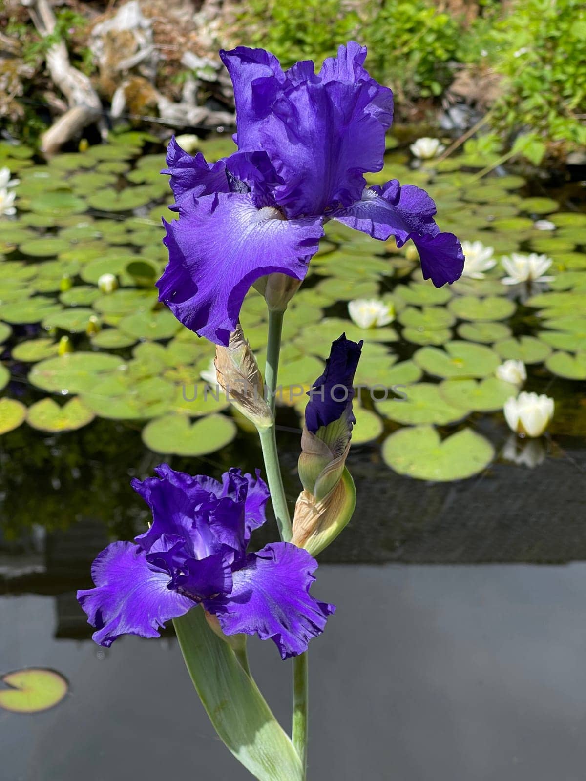 Iris,The iris is a wild flowering flower with blue flowers. The iris is a wild flower with blue flowers.