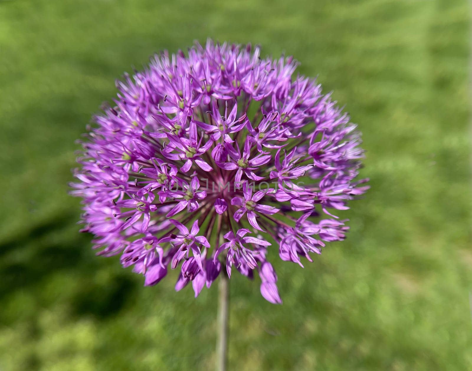 Ornamental garlic,giant leek,Allium giganteum is a beautiful ornamental plant in the garden and has purple flowers. Ornamental Lily,Giant Lily,Allium Giganteum is a beautiful ornamental plant in the garden and has purple flowers.