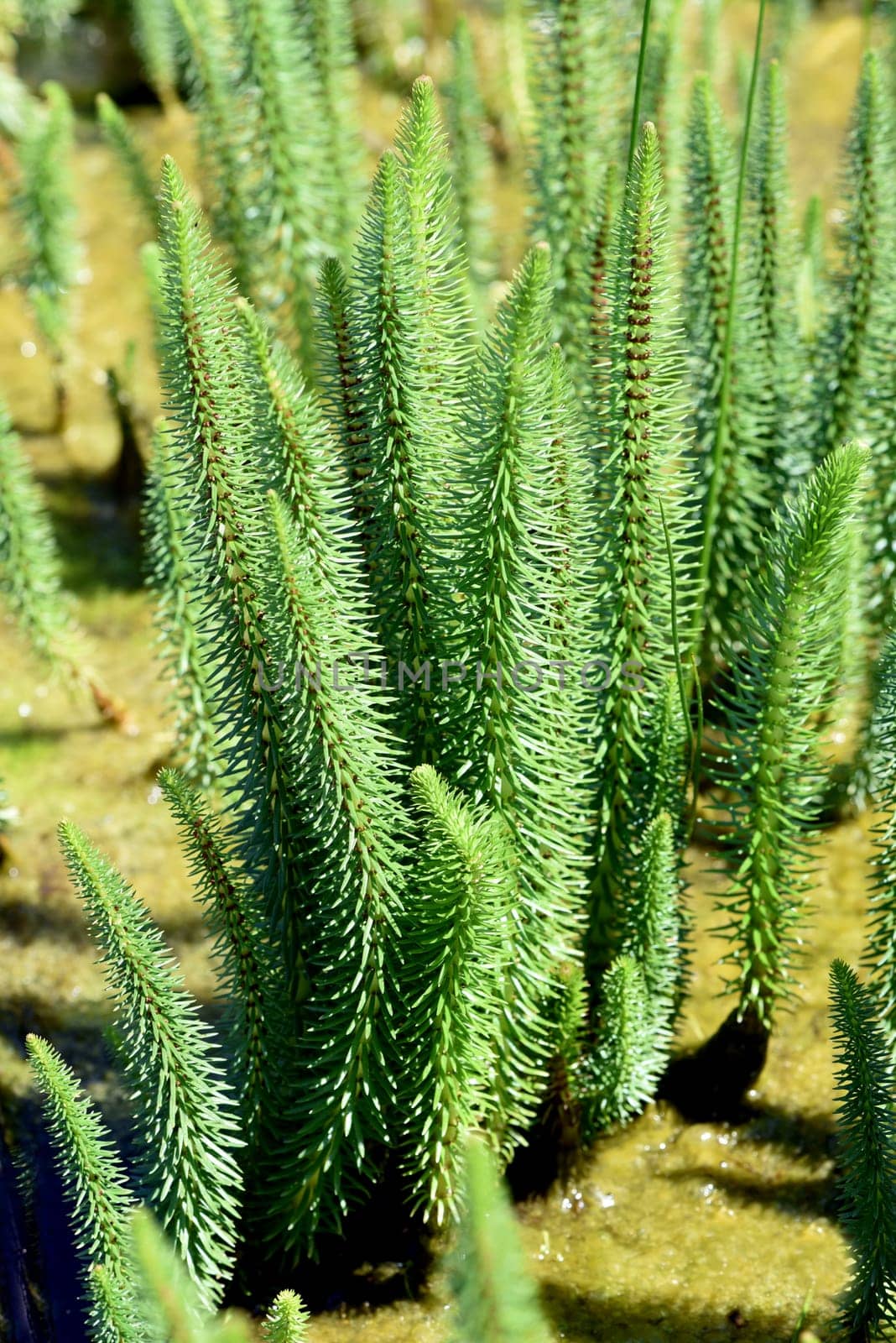 Hippuris vulgaris,Blueten is an aquatic plant. fir fronds,Hippuris vulgaris,Blossom is an aquatic plant
