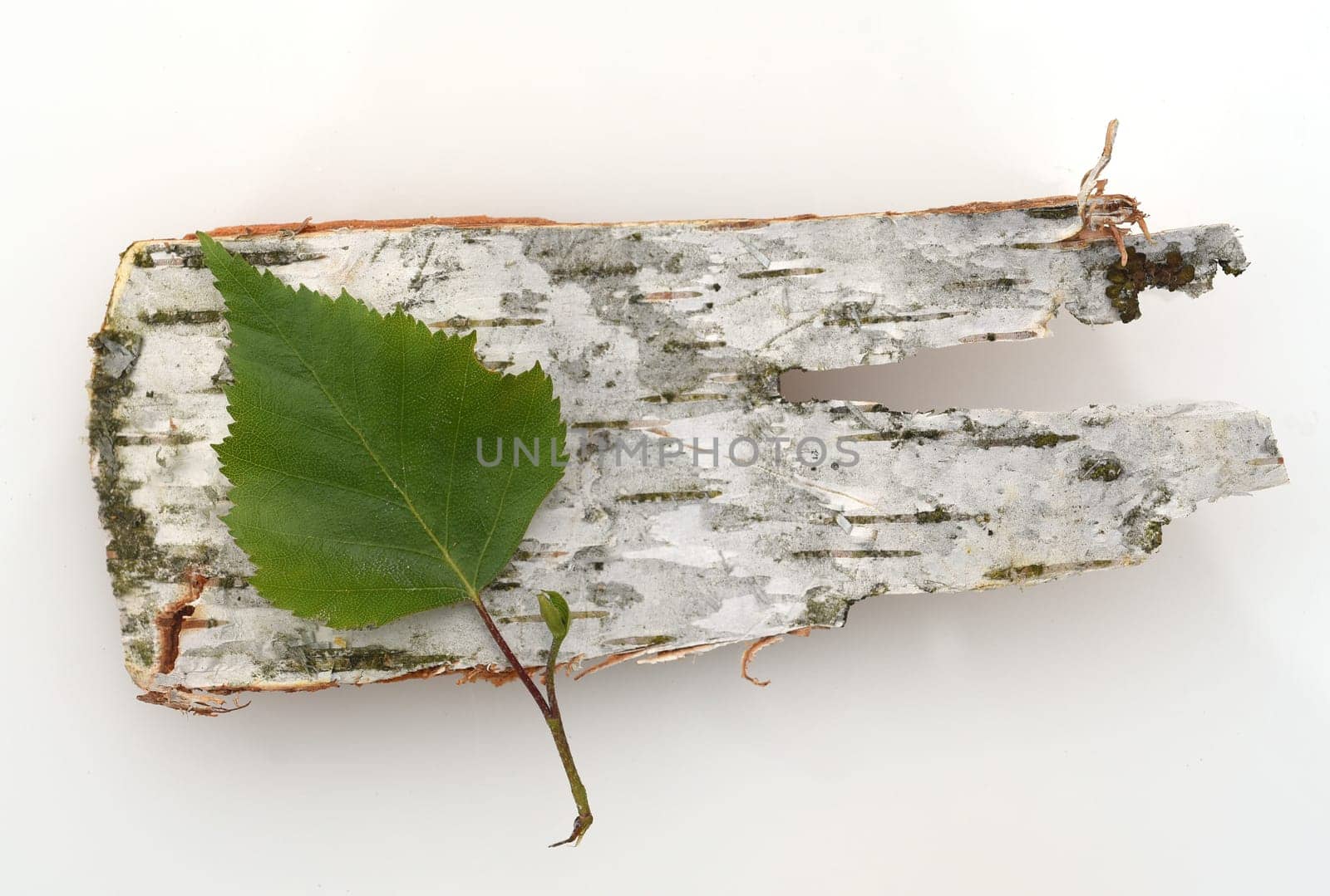 Birch tree,birch Betula,is a native tree that is also used medicinally as a medicinal plant. Birch tree,birch betula,is a native tree that is also used medicinally as a medicinal plant.