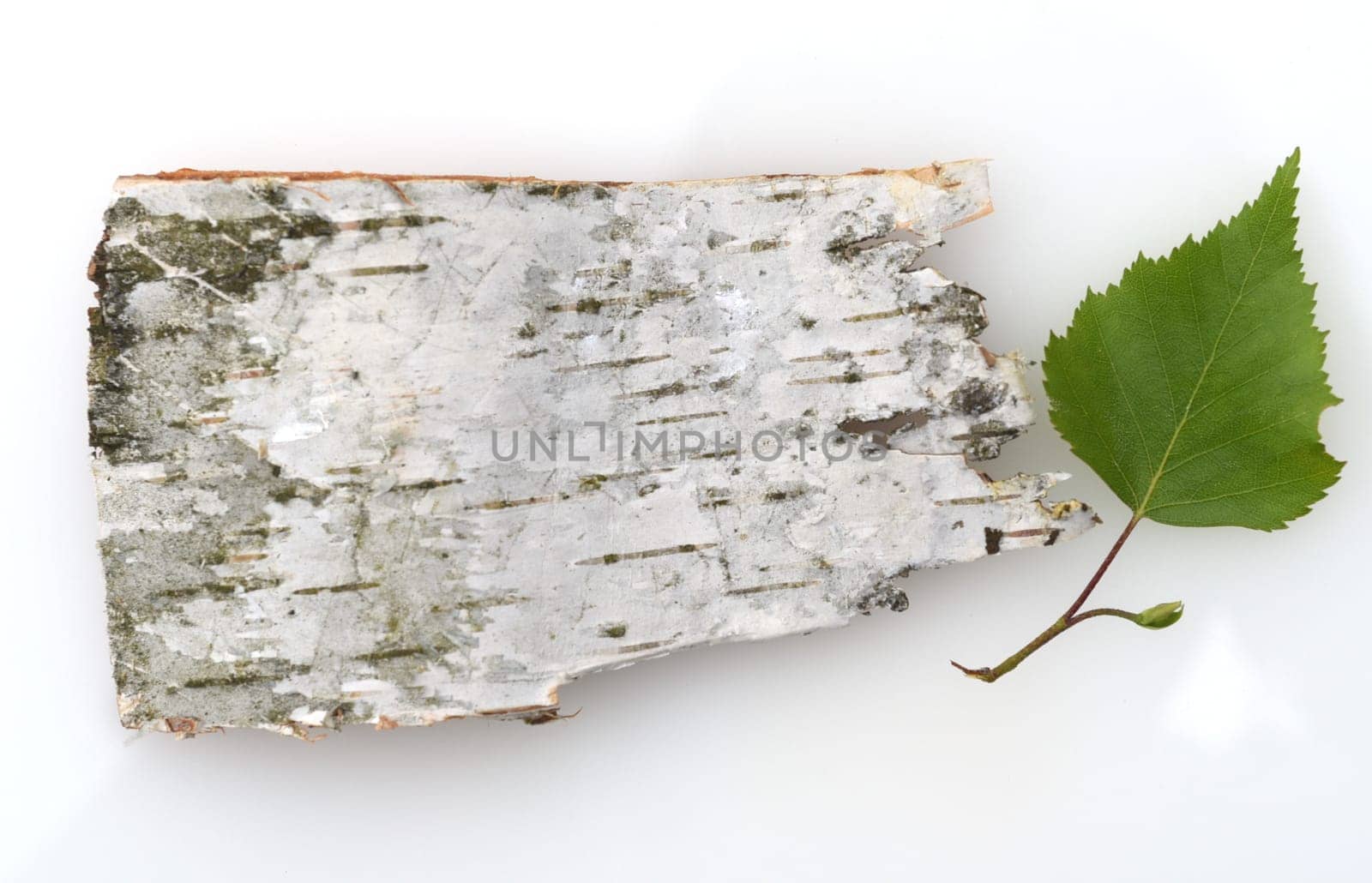 Birch tree,birch Betula,is a native tree that is also used medicinally as a medicinal plant. Birch tree,birch betula,is a native tree that is also used medicinally as a medicinal plant.