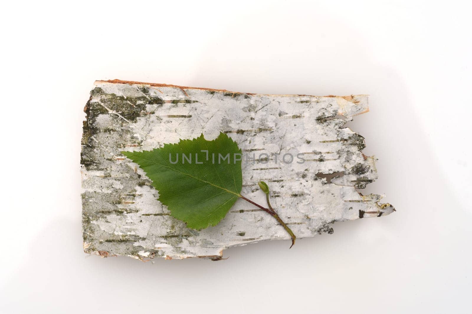 Birch tree,birch Betula,is a native tree that is also used medicinally as a medicinal plant. Birch tree,birch betula,is a native tree that is also used medicinally as a medicinal plant.