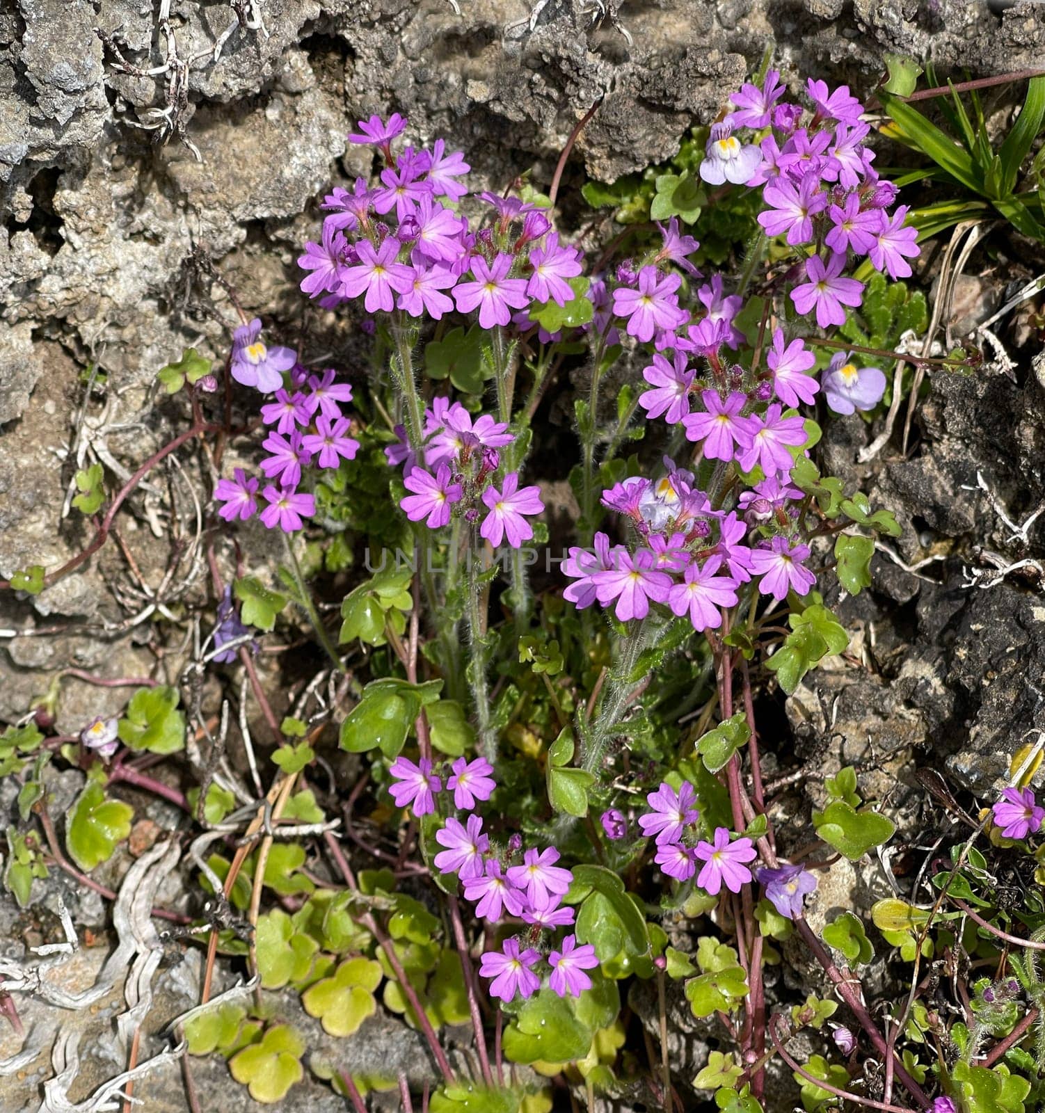 Alpine balsam,Erinus alpinus is a long-flowering rock garden perennial with delicate lip flowers between May and August. Alpine Balsam,Erinus alpinus,is a long-flowering rock garden perennial with dainty labiate flowers between May and August.