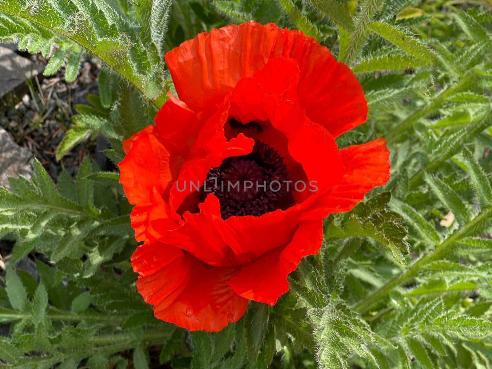 False oriental poppy,Papaver,pseudo-orientale,is confusingly very common to the Turkish poppy,Papaver orientale. False oriental poppy,papaver,pseudo-orientale,is very similar to the Turkish poppy,papaver orientale.