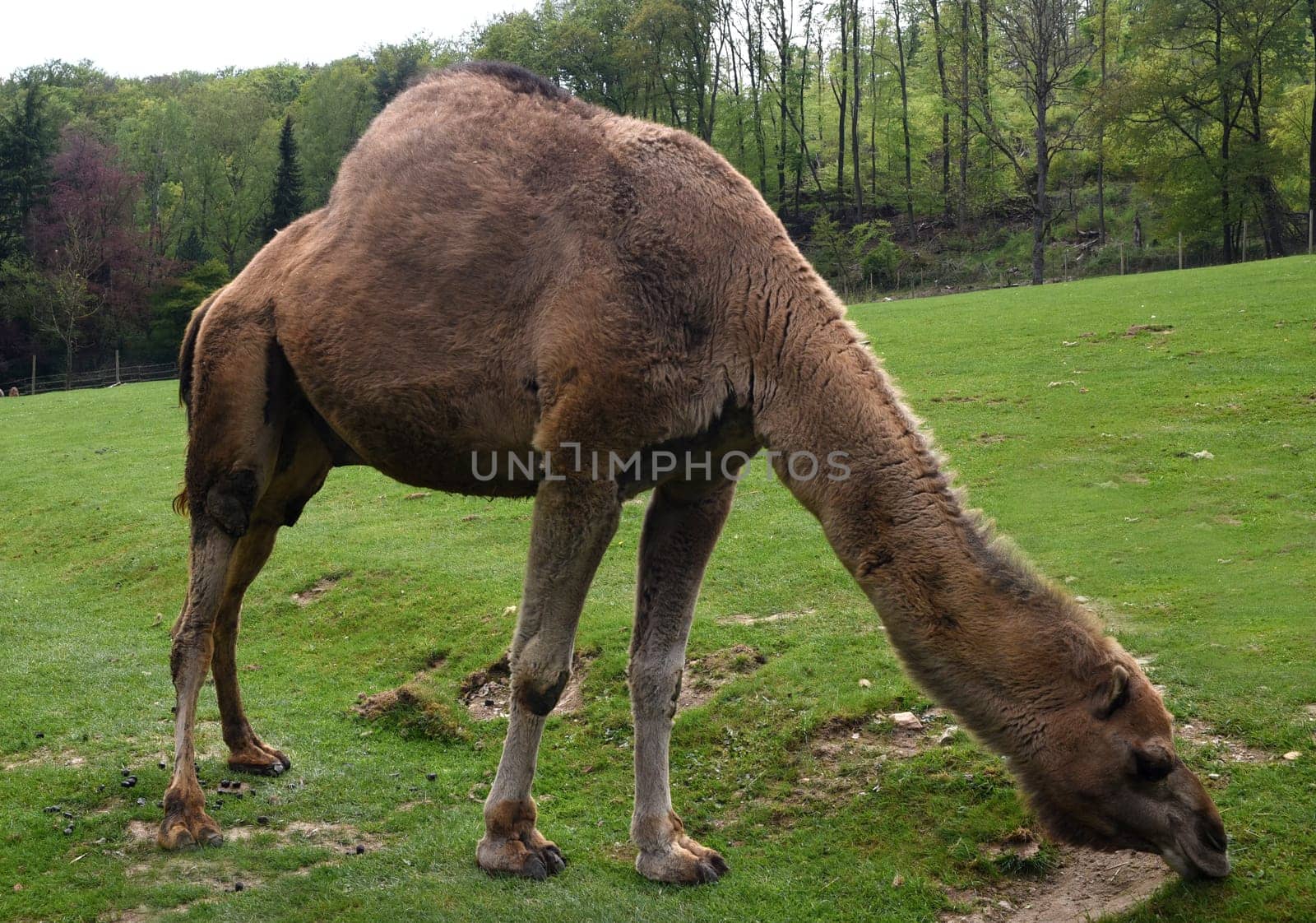 The dromedary,Camelus dromedarius,is a species of mammal in the Camelidae family. The dromedary,Camelus dromedarius,also known as the one-humped or Arabian camel,is a species of mammal from the genus Old World camels.
