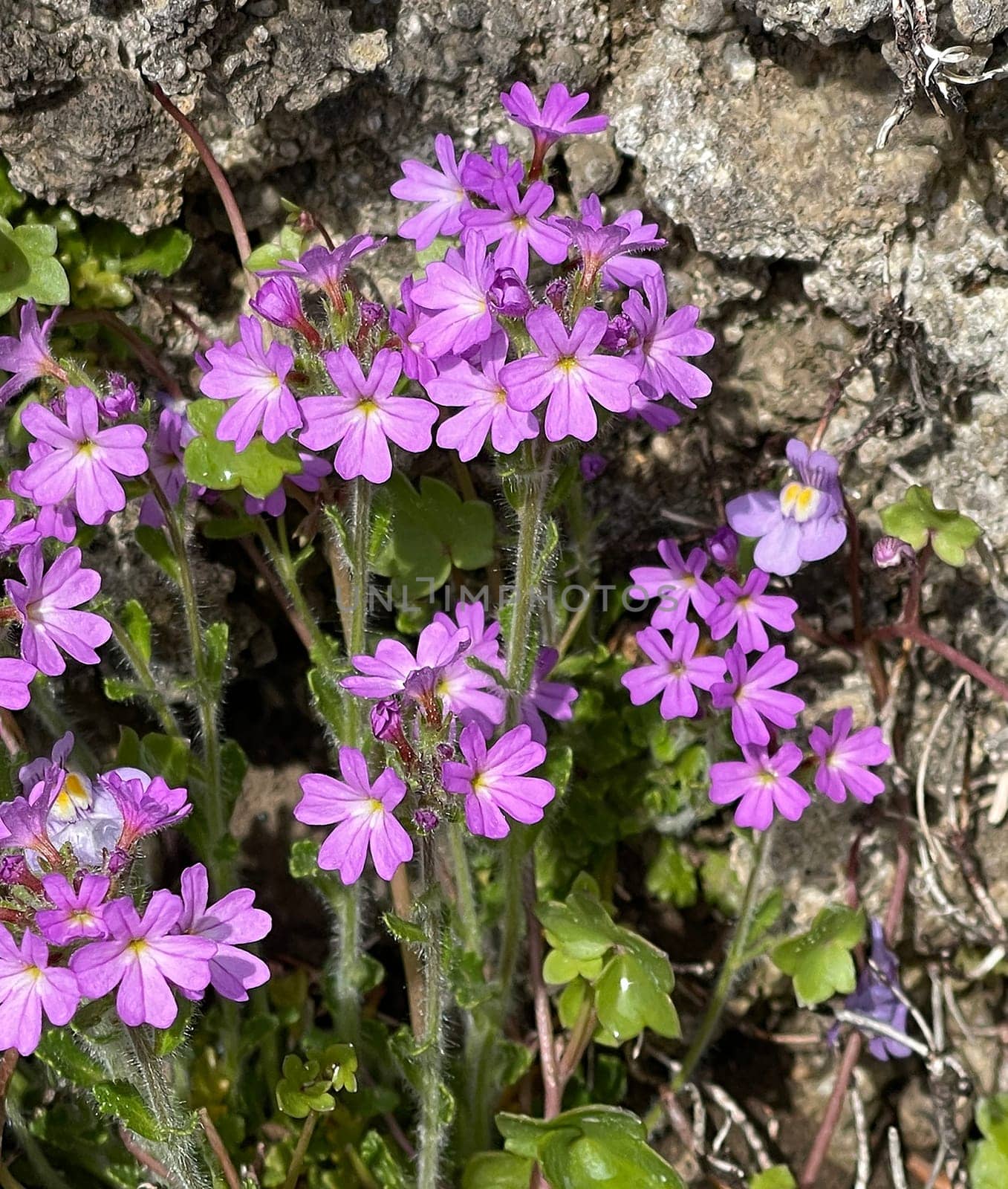 Alpine balsam,Erinus alpinus is a long-flowering rock garden perennial with delicate lip flowers between May and August. Alpine Balsam,Erinus alpinus,is a long-flowering rock garden perennial with dainty labiate flowers between May and August.