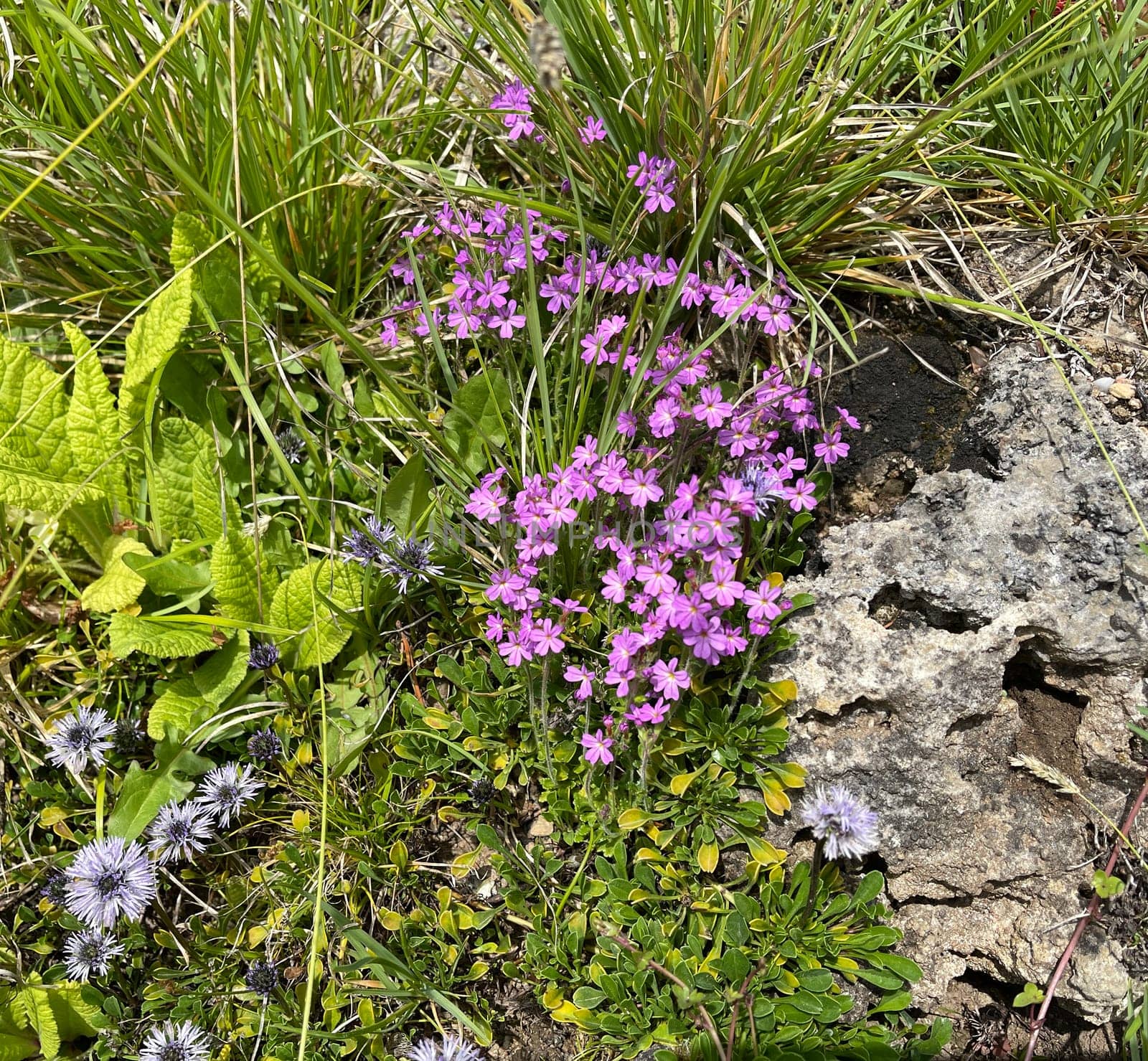 Alpine balsam,Erinus alpinus is a long-flowering rock garden perennial with delicate lip flowers between May and August. Alpine Balsam,Erinus alpinus,is a long-flowering rock garden perennial with dainty labiate flowers between May and August.