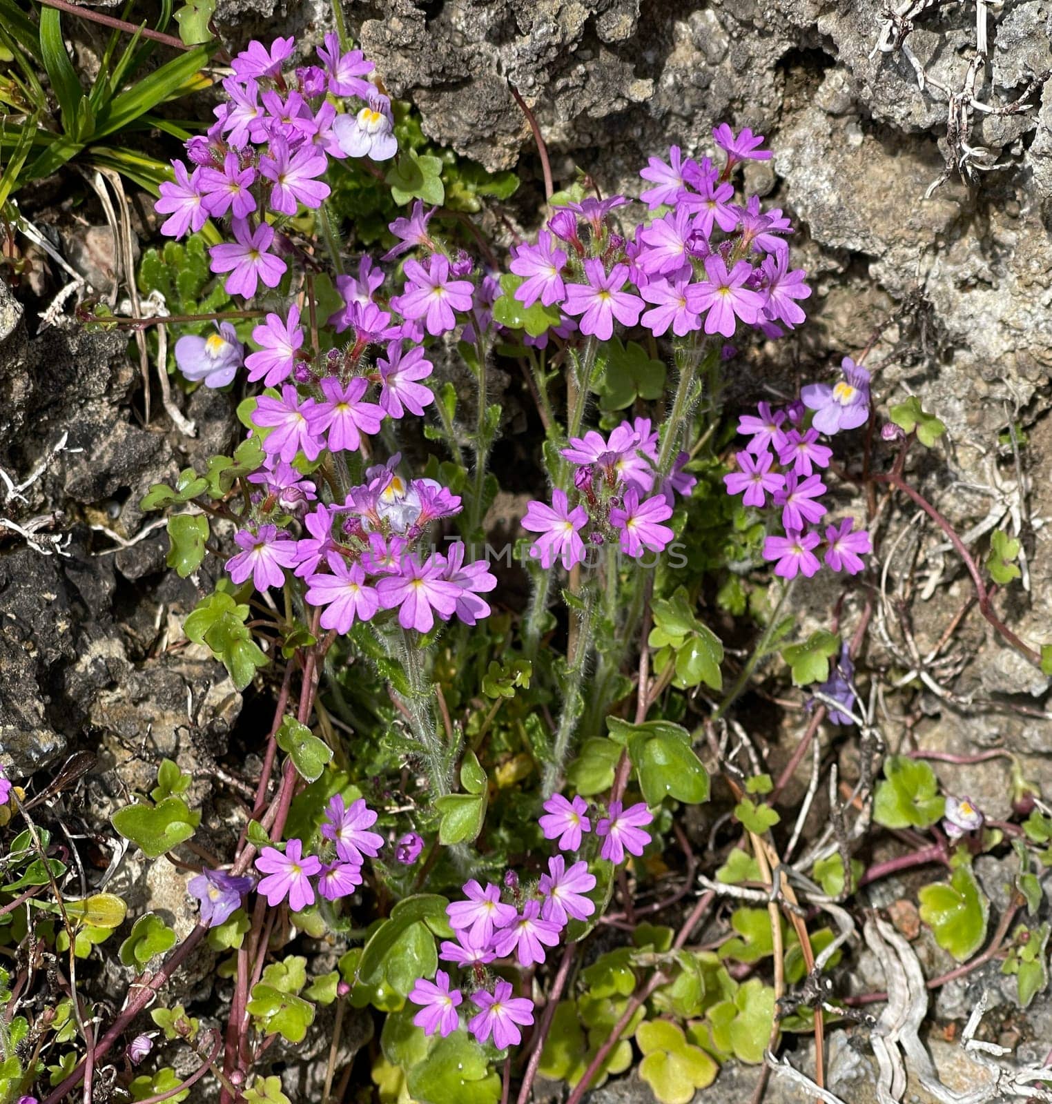 Alpine balsam,Erinus alpinus is a long-flowering rock garden perennial with delicate lip flowers between May and August. Alpine Balsam,Erinus alpinus,is a long-flowering rock garden perennial with dainty labiate flowers between May and August.