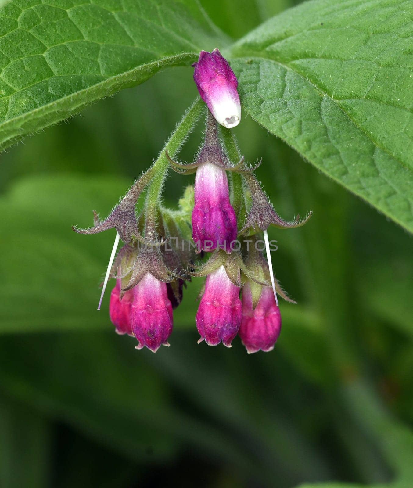 Comfrey,Symphytum,officinale,is a wild plant with white or purple flowers. It is an important medicinal plant and is also used in medicine. Comfrey,Symphytum,officinale,is a wild plant with white or purple flowers. It is an important medicinal plant and is also used in medicine.