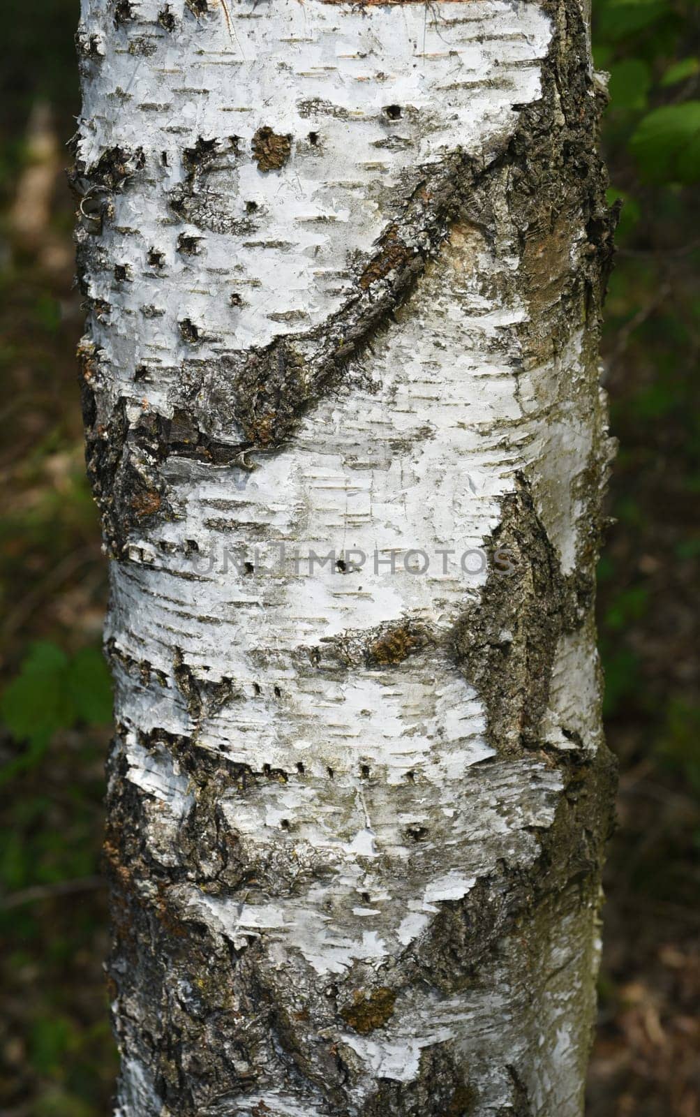 Birch tree,birch Betula,is a native tree that is also used medicinally as a medicinal plant. Birch tree,birch betula,is a native tree that is also used medicinally as a medicinal plant.