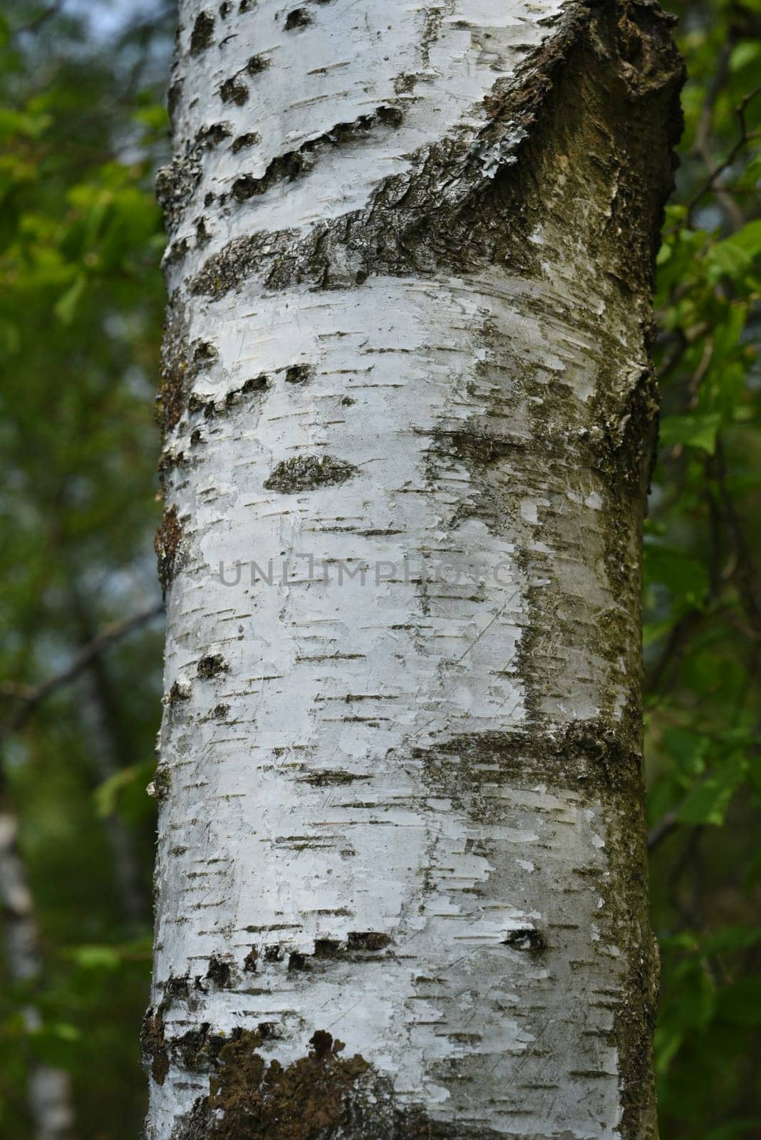 Birch tree,birch Betula,is a native tree that is also used medicinally as a medicinal plant. Birch tree,birch betula,is a native tree that is also used medicinally as a medicinal plant.