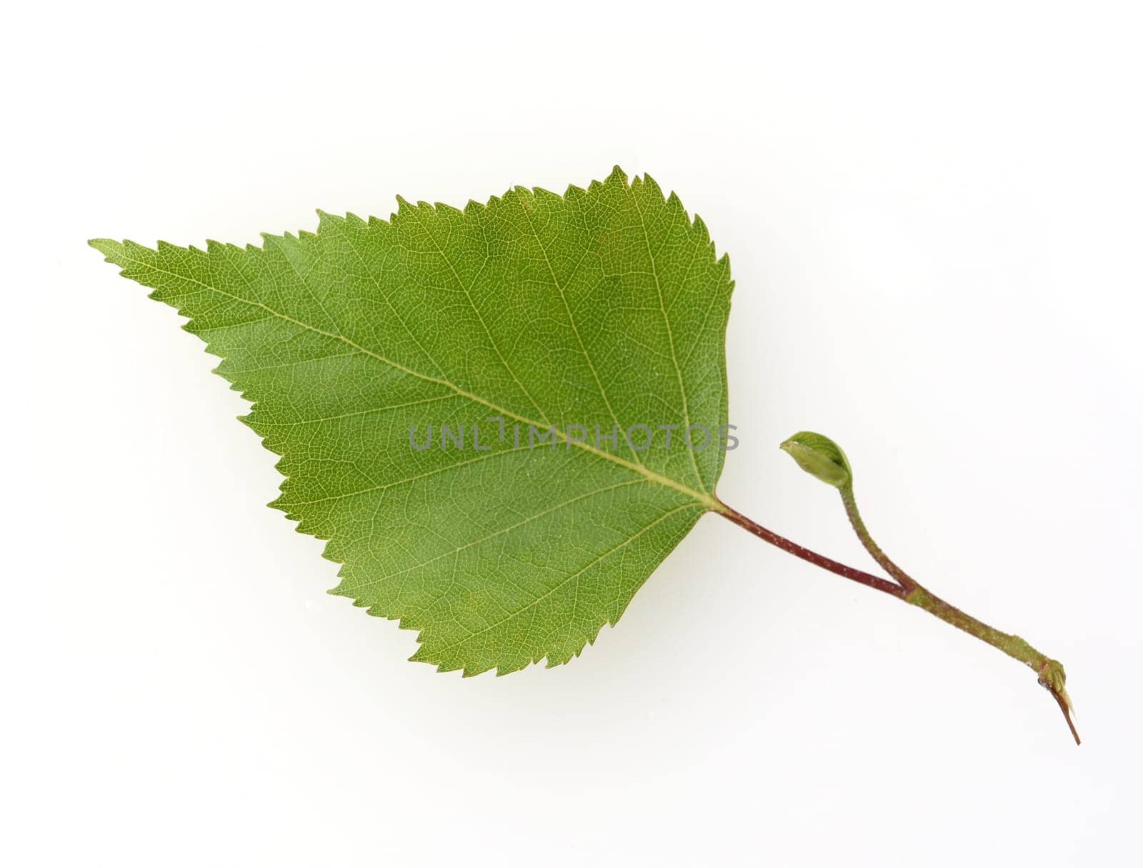 Birch tree,birch Betula,is a native tree that is also used medicinally as a medicinal plant. Birch tree,birch betula,is a native tree that is also used medicinally as a medicinal plant.